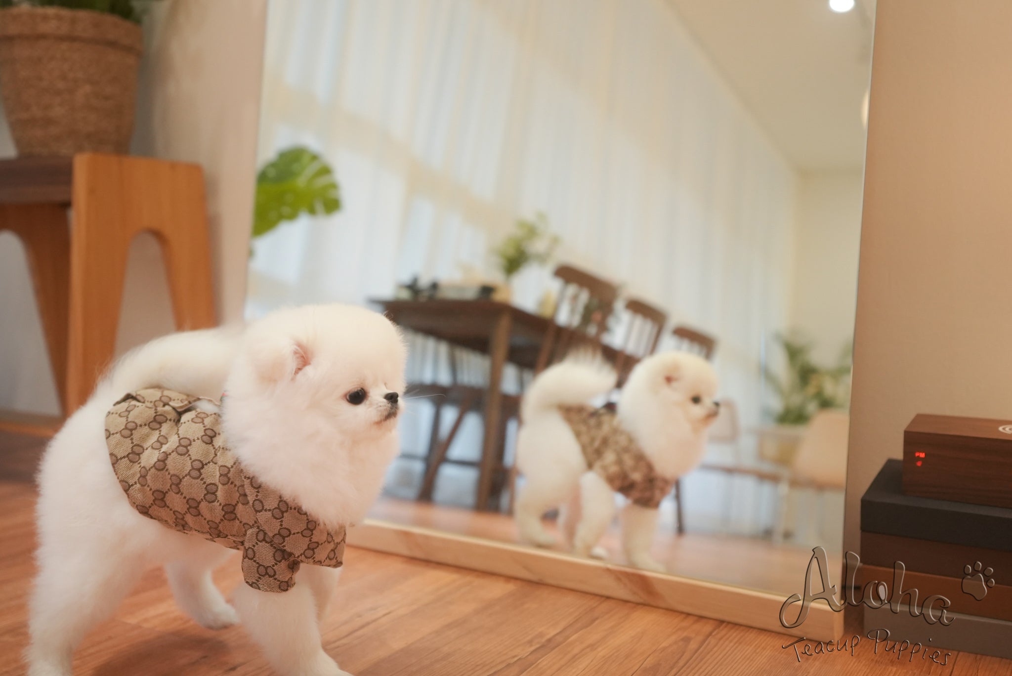 Oscar [TEACUP POMERANIAN]
