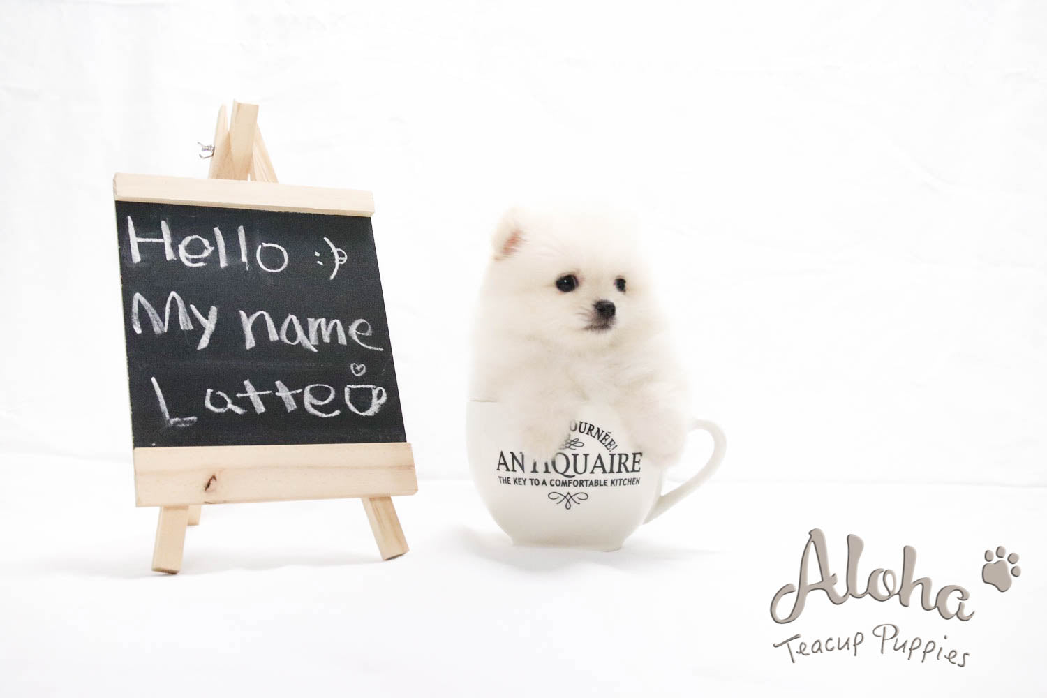 Sold to Mahsa, Latte - [Pomeranian]