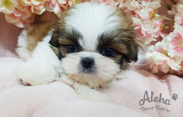 Phoebe [Shih Tzu TOY]