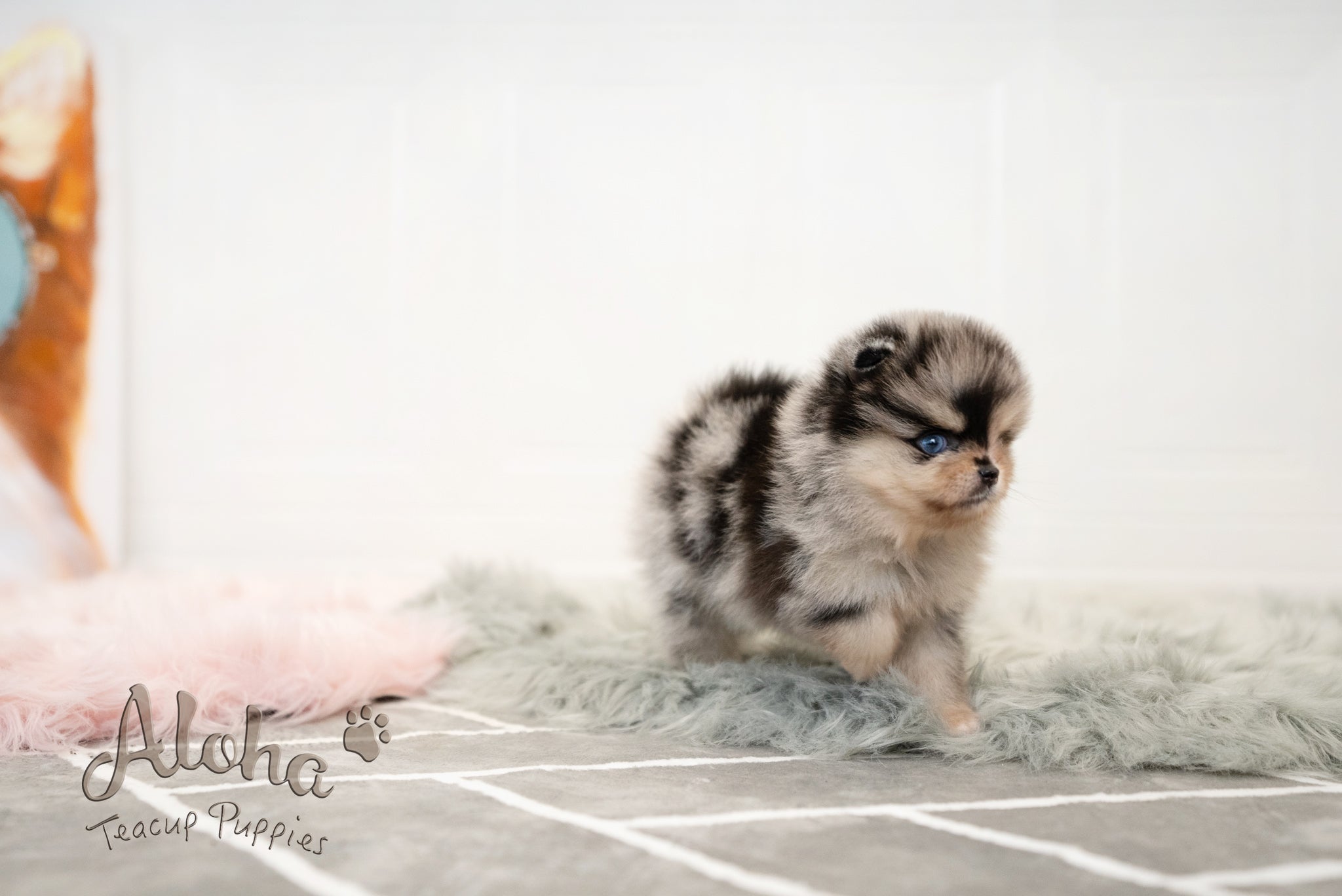 Lucian [TEACUP POMERANIAN]