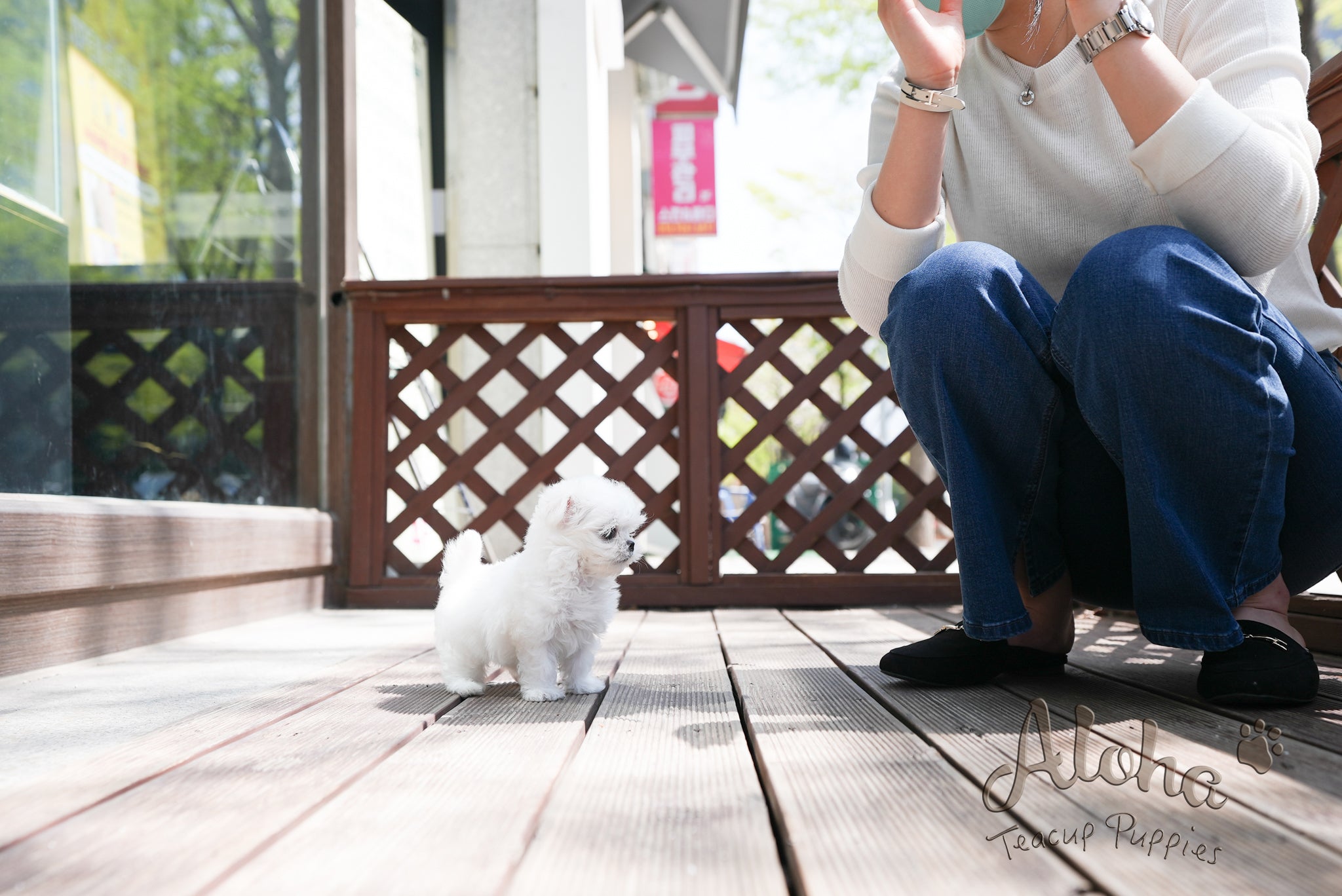 Daisy [TEACUP MALTESE]