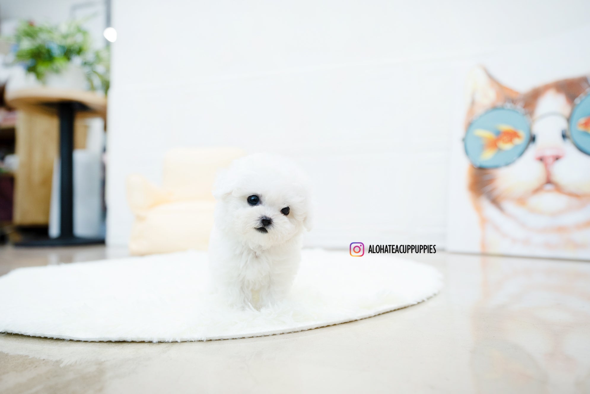 Nemo [TEACUP BICHON]