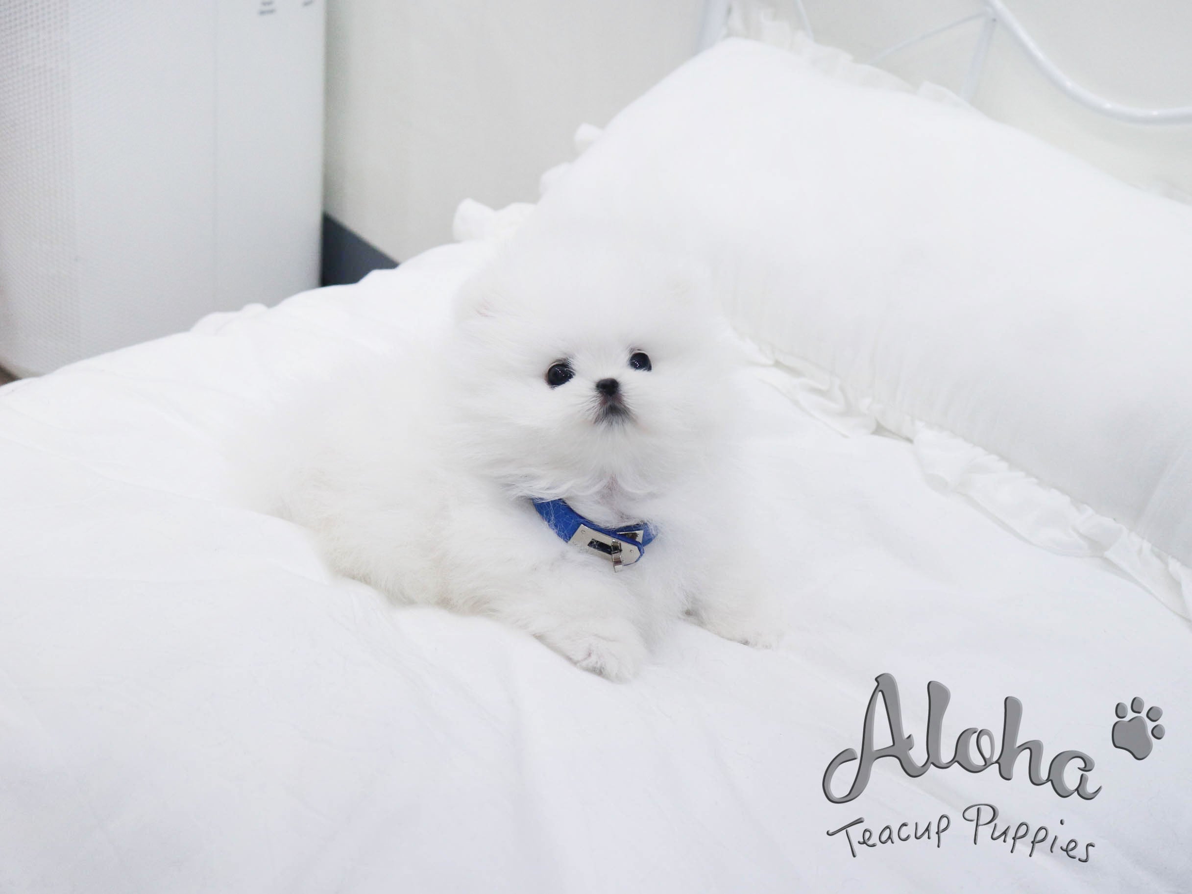 Bailey [TEACUP POMERANIAN]