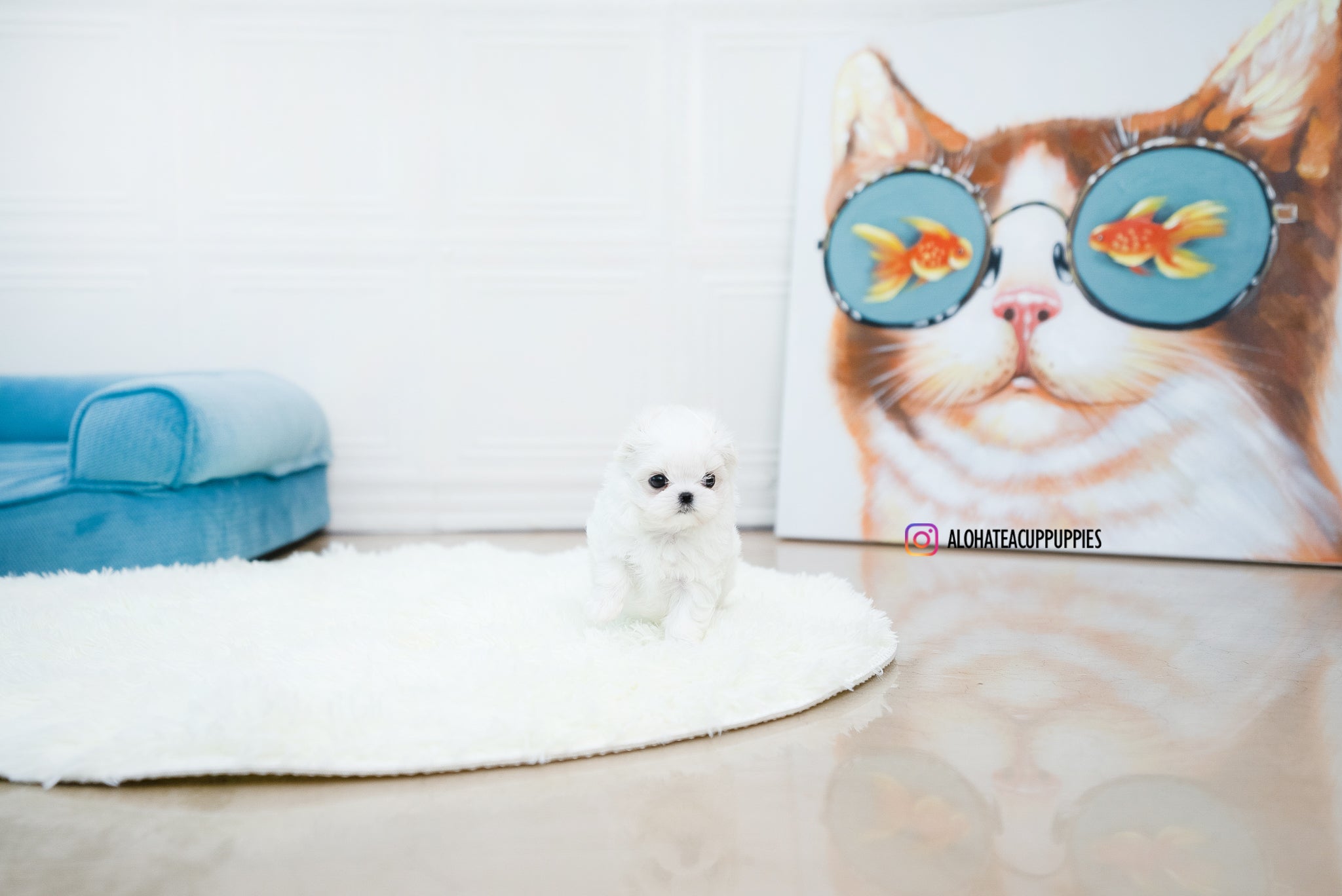 Ian [TEACUP MALTESE]