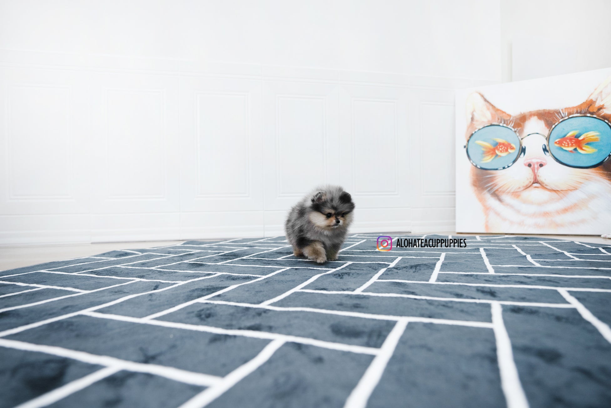 Felix [TEACUP POMERANIAN]
