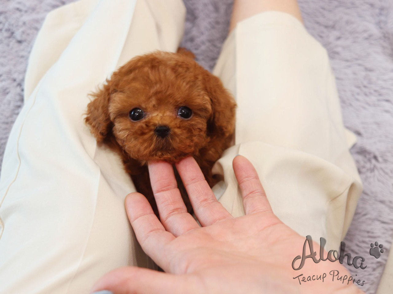 Versace [TEACUP POODLE]