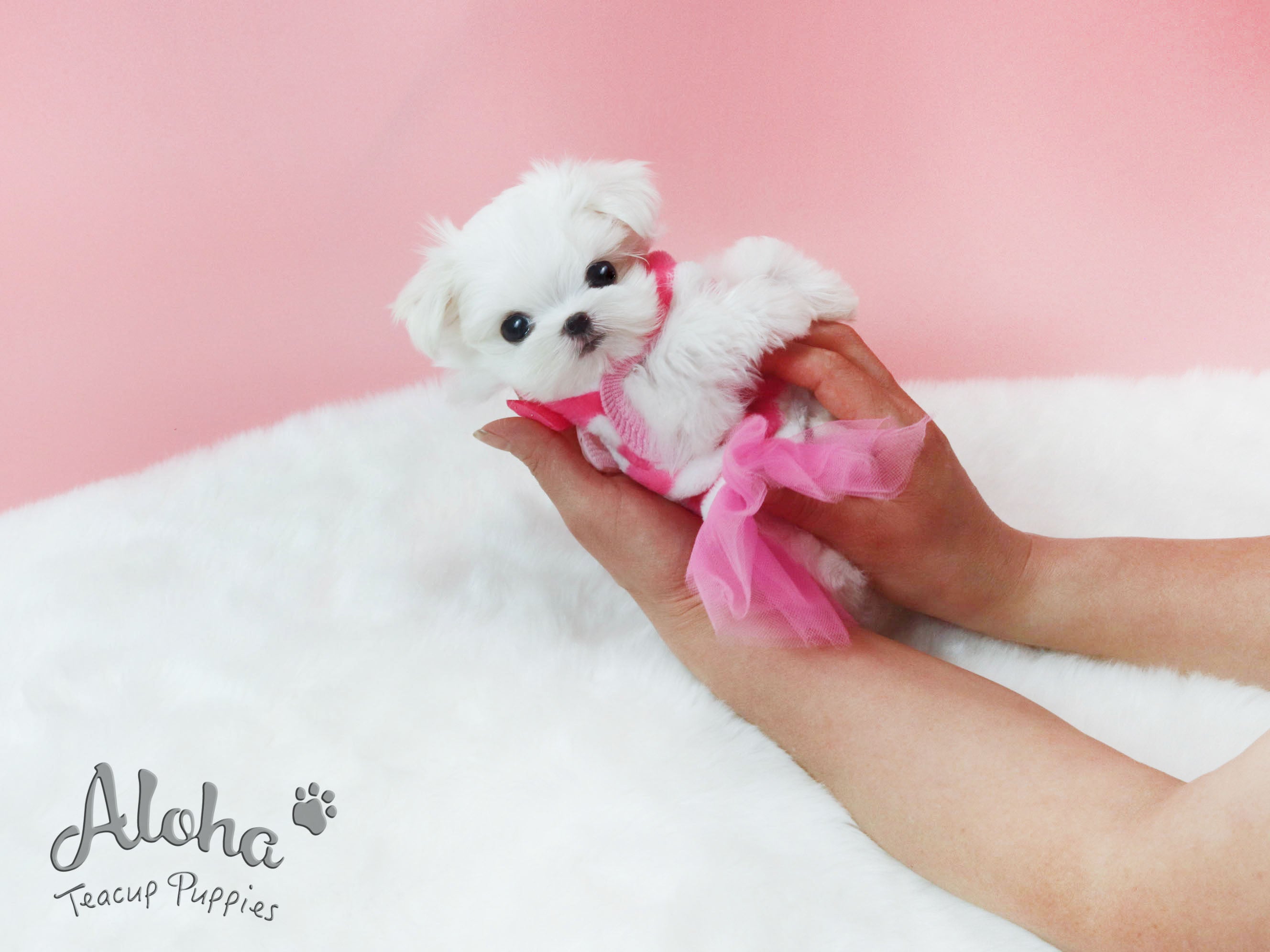 Sugar [TEACUP MALTESE]