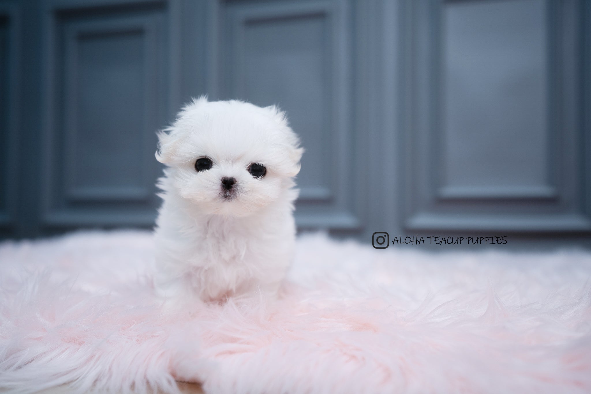 Aria [TEACUP MALTESE]