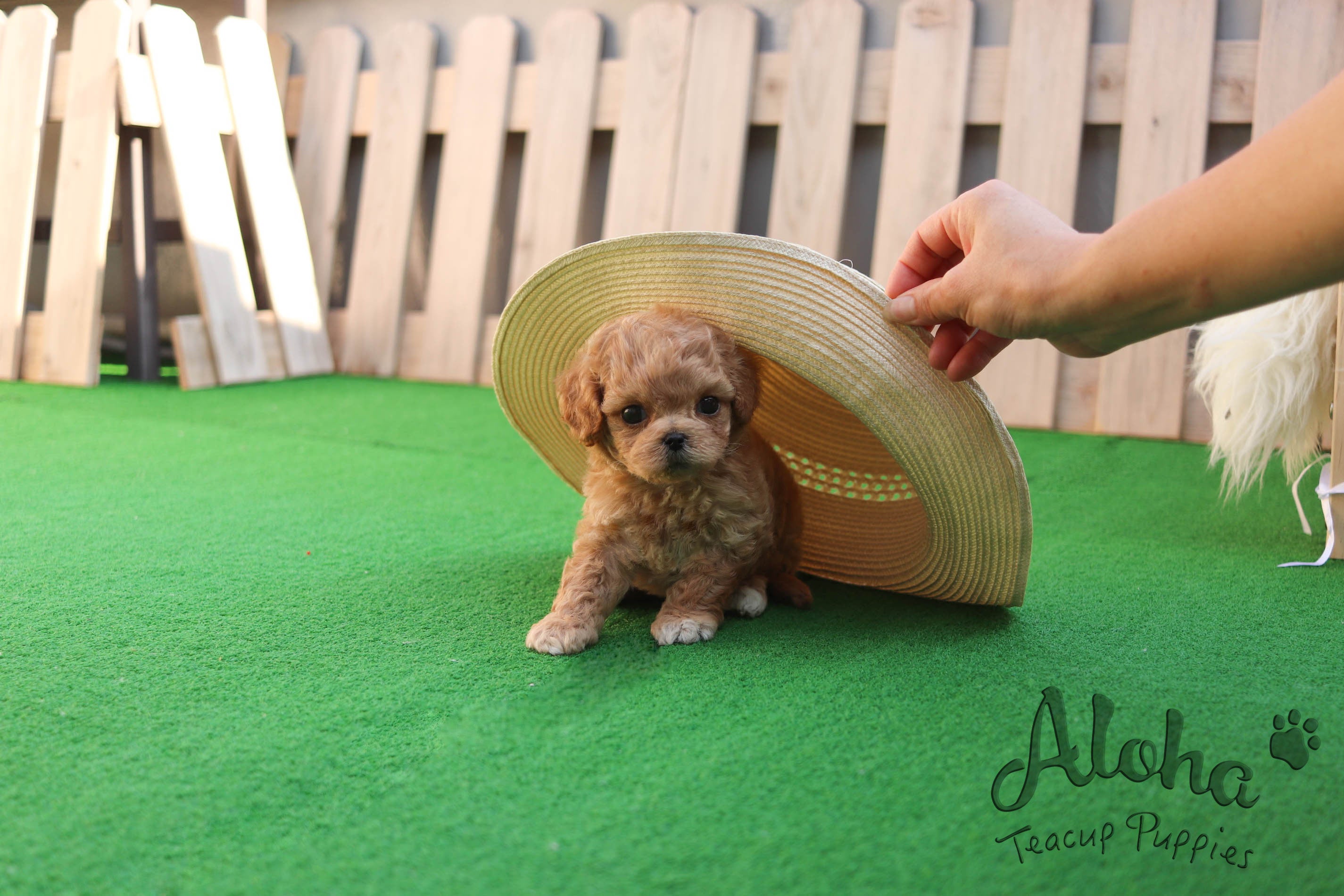 Sold to Marytes, Mocha [TEACUP MALTIPOO]