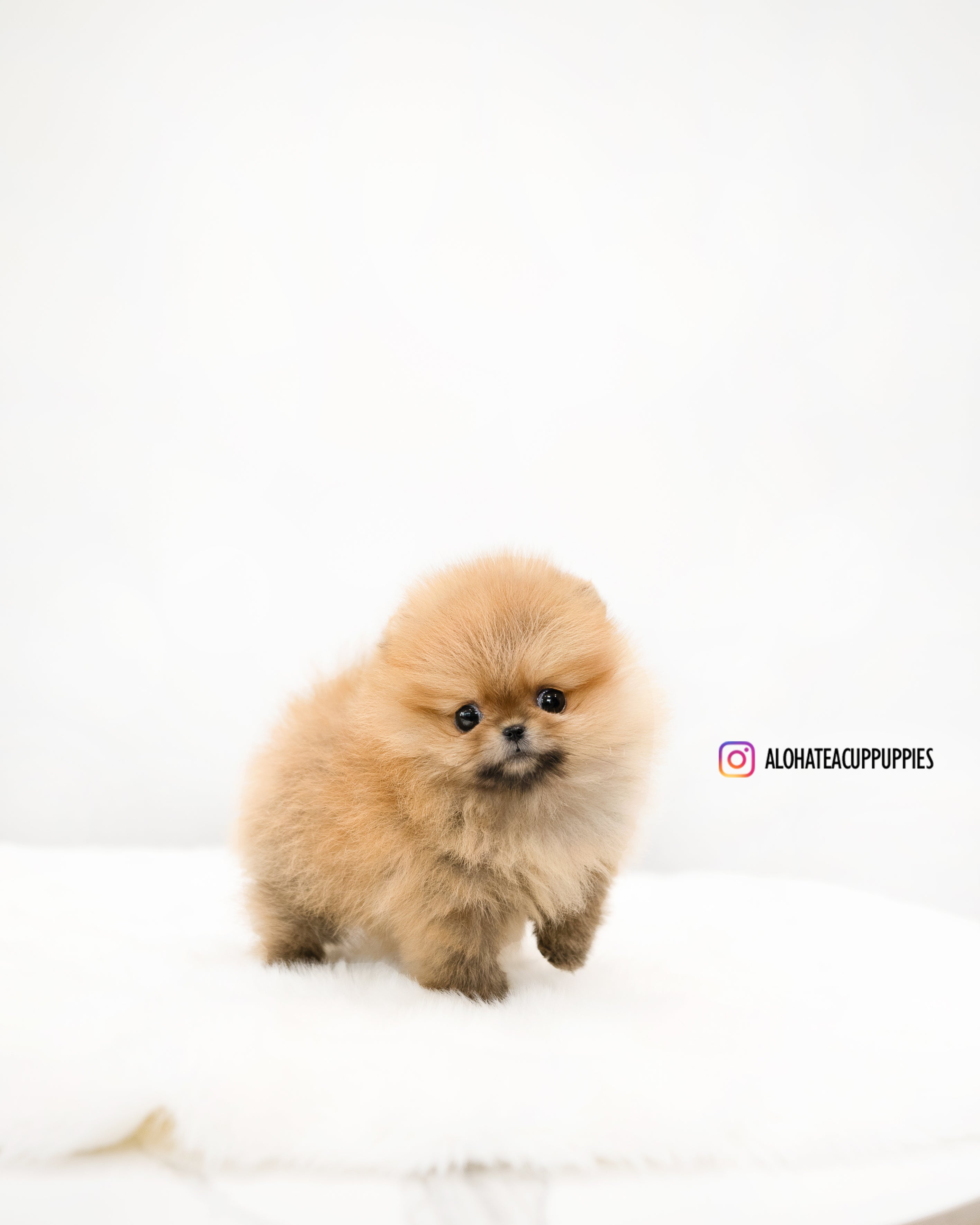 Lumi [POMERANIA TAZA DE TÉ]