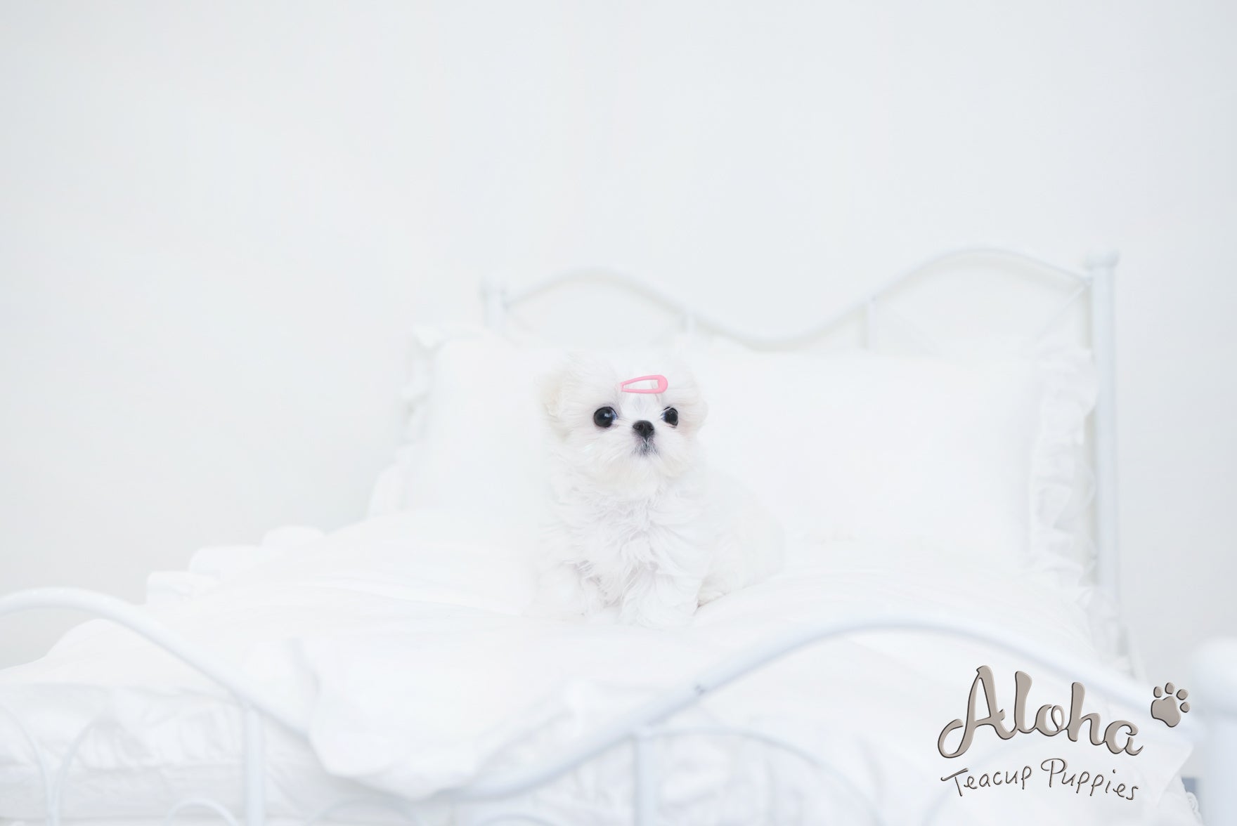 Benjamin [TEACUP MALTESE]