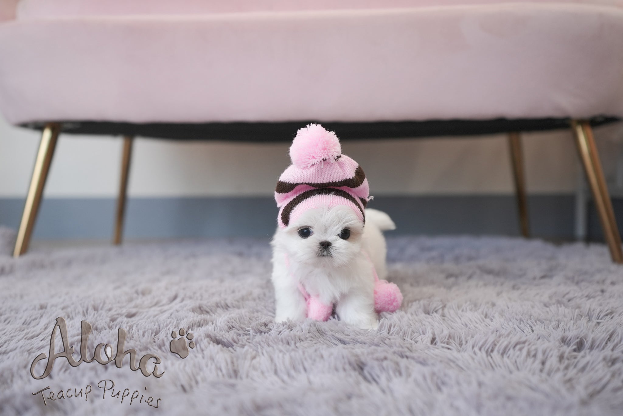 Louie [TEACUP MALTESE]