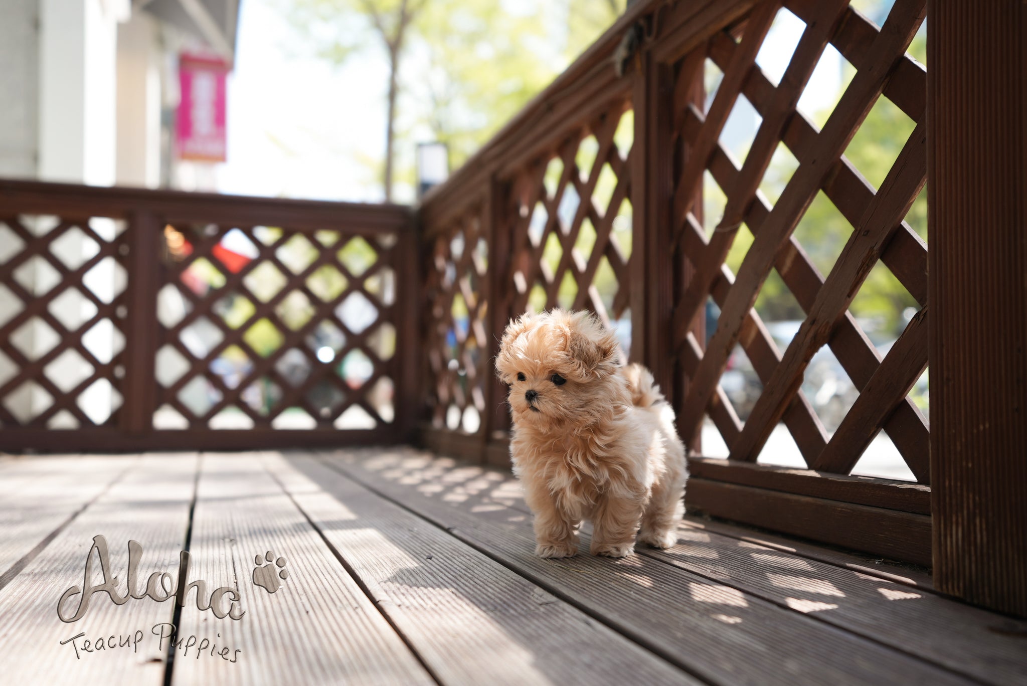 Danna [TEACUP MALTIPOO]