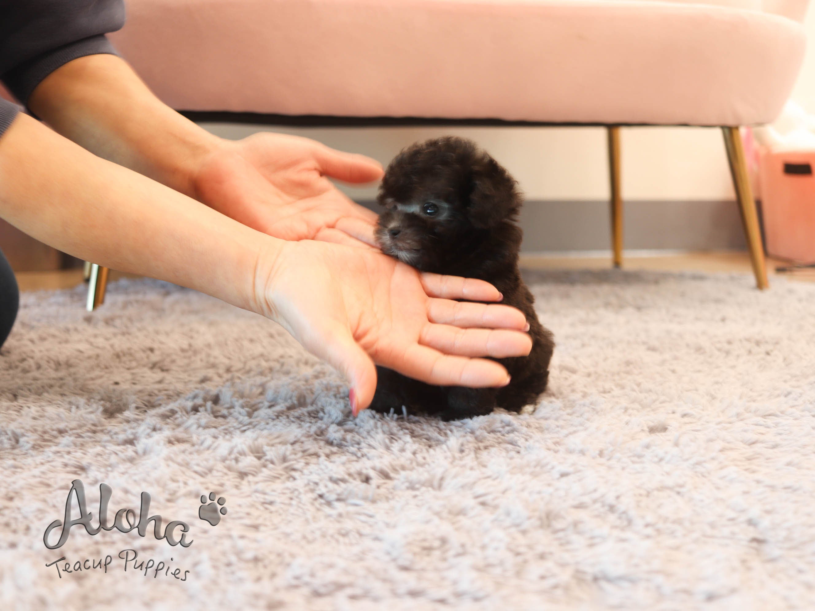 Oreo [TEACUP POODLE]