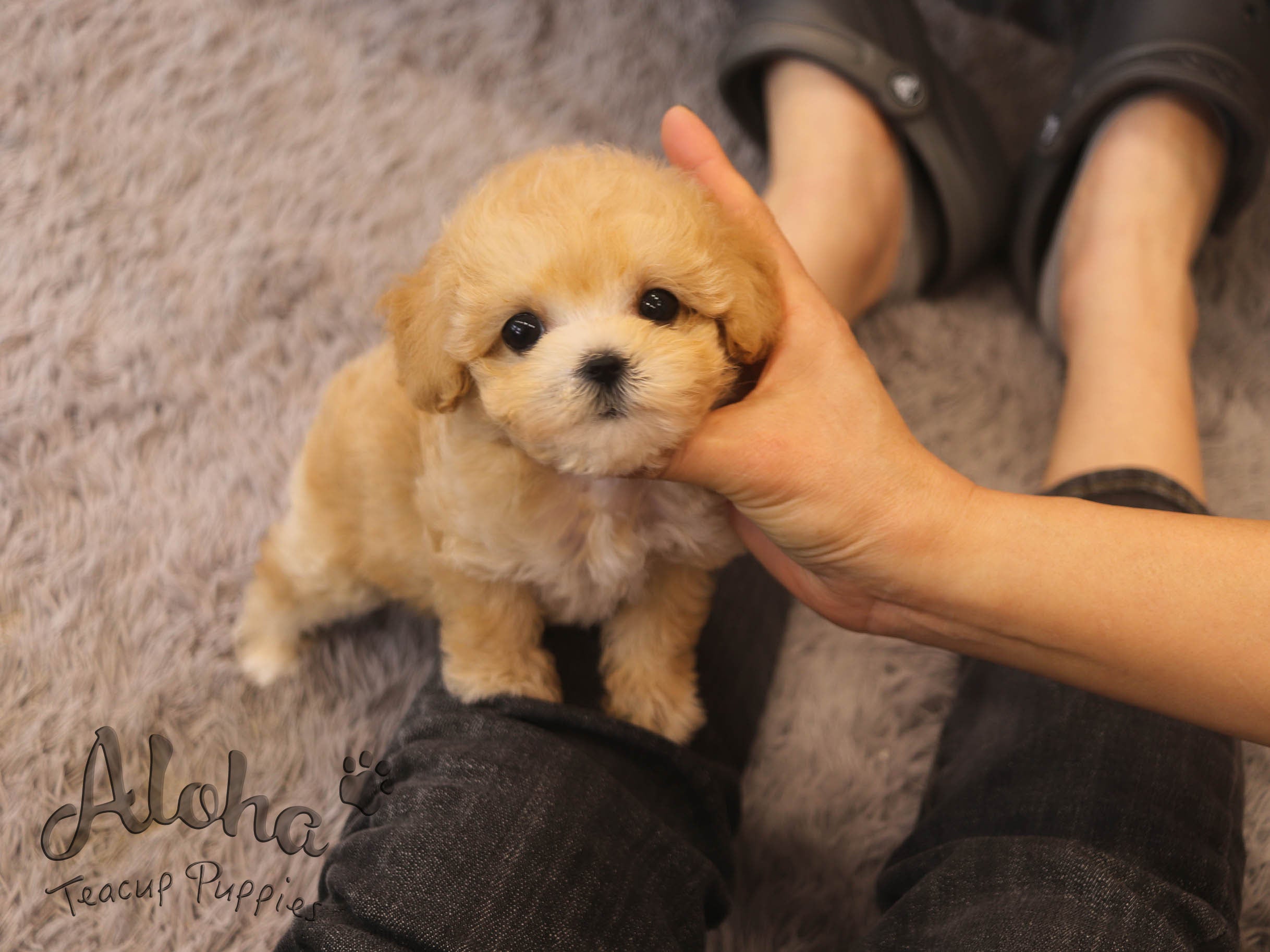 Burberry [TEACUP MALTIPOO]