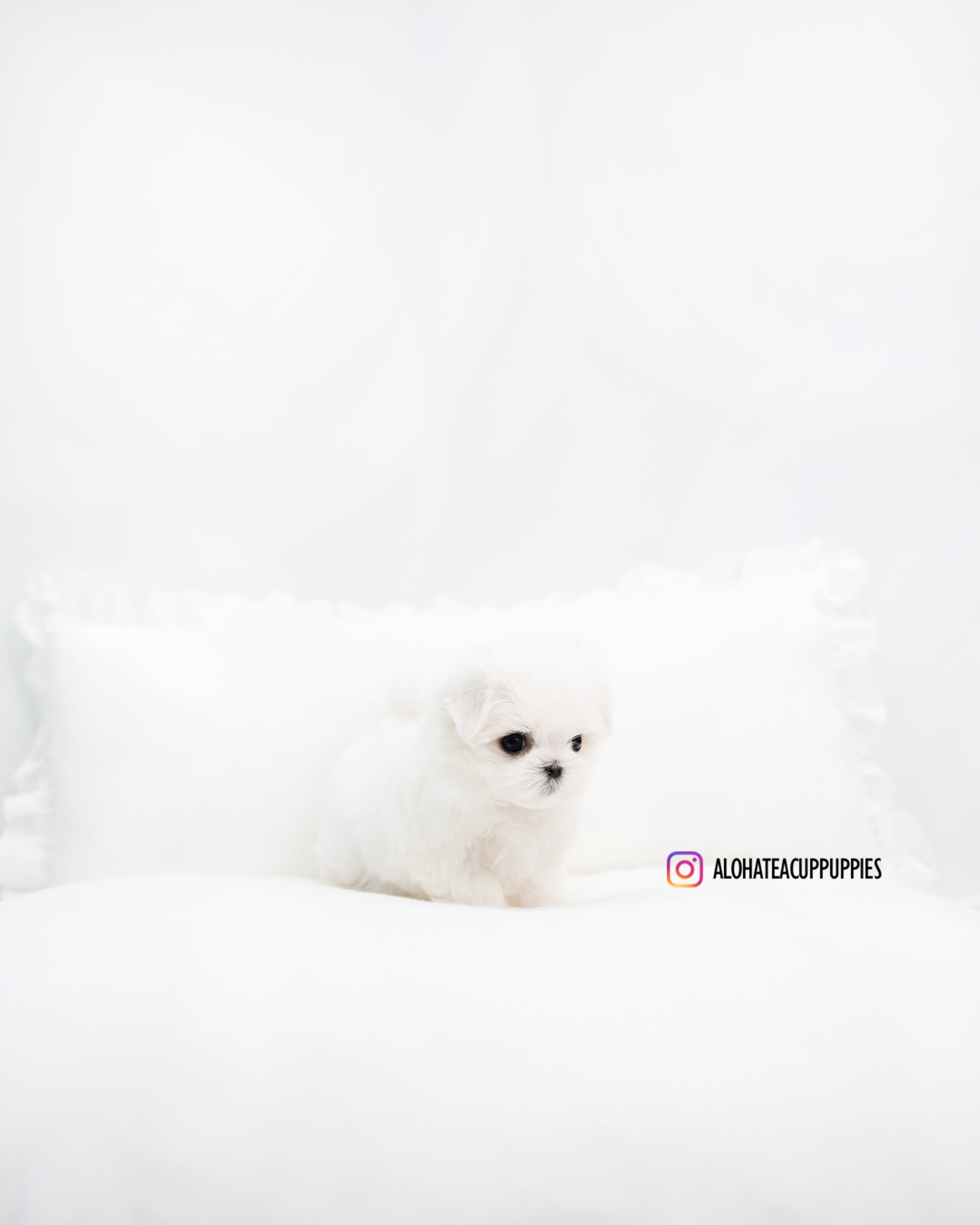 Benjamin [TEACUP MALTESE]