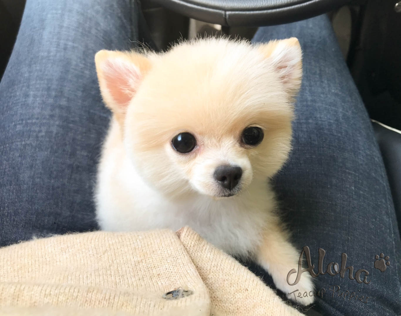 Sold to Jocelyn, ELLA - [Teacup Pomeranian]