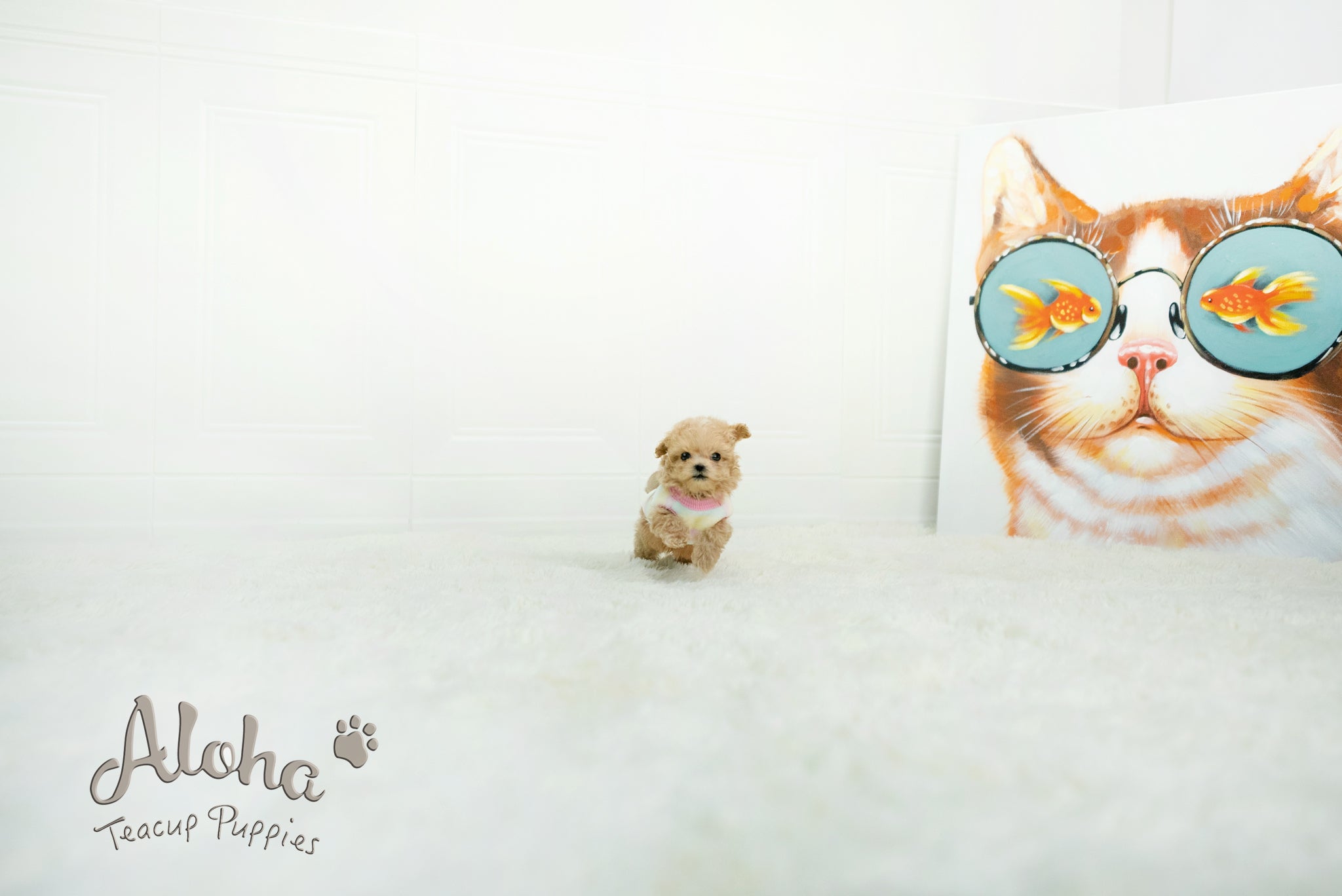 Isaac [TEACUP MALTIPOO]