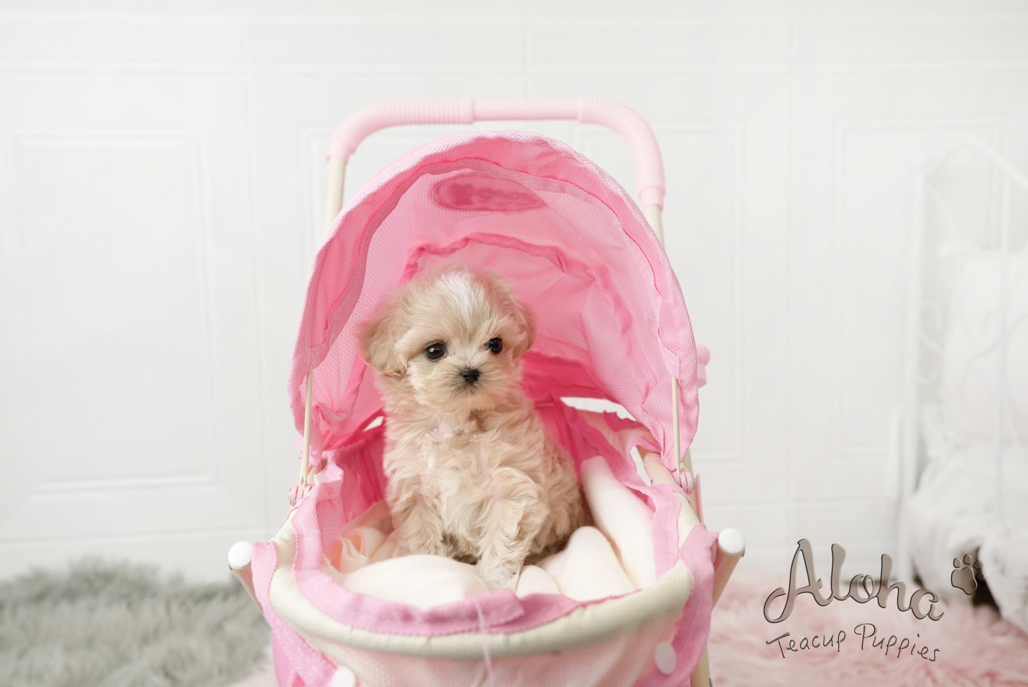 Ann [TEACUP MALTIPOO]