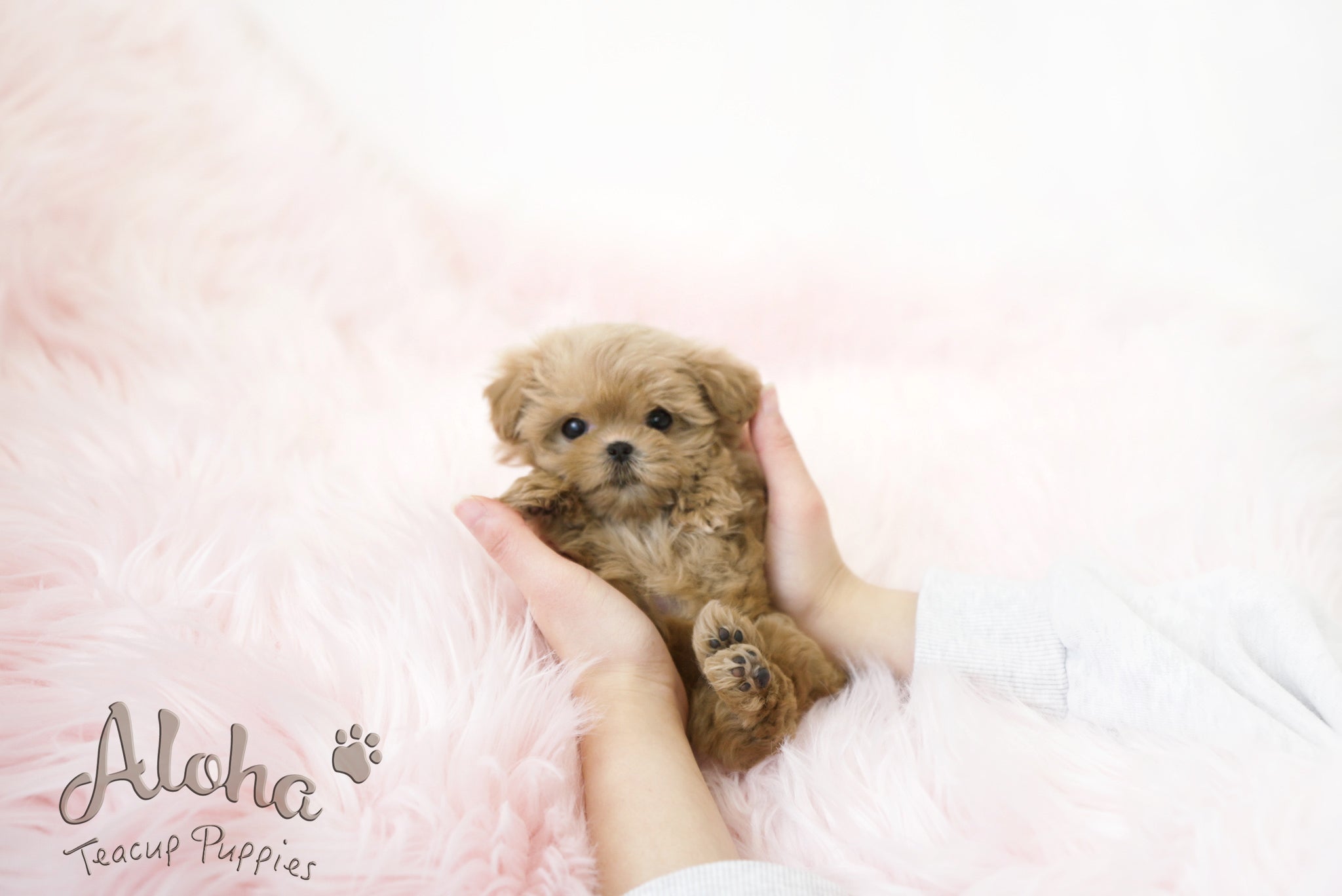 Hani [TEACUP MALTIPOO]