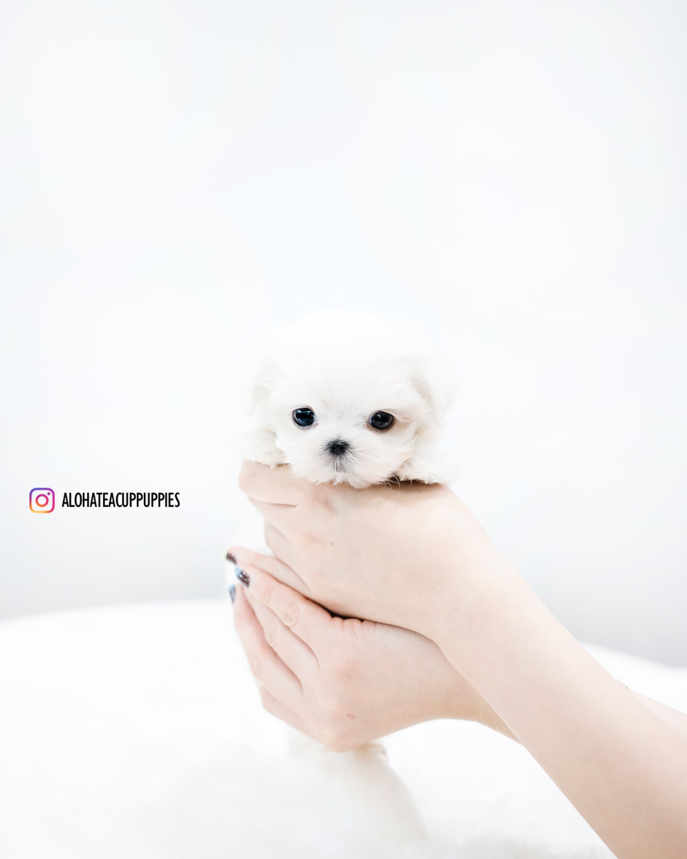 Evan [TEACUP MALTESE]