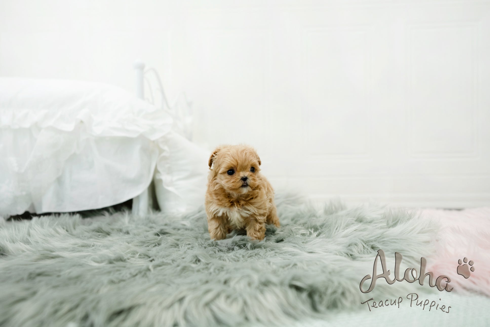 Leo [TEACUP MALTIPOO]