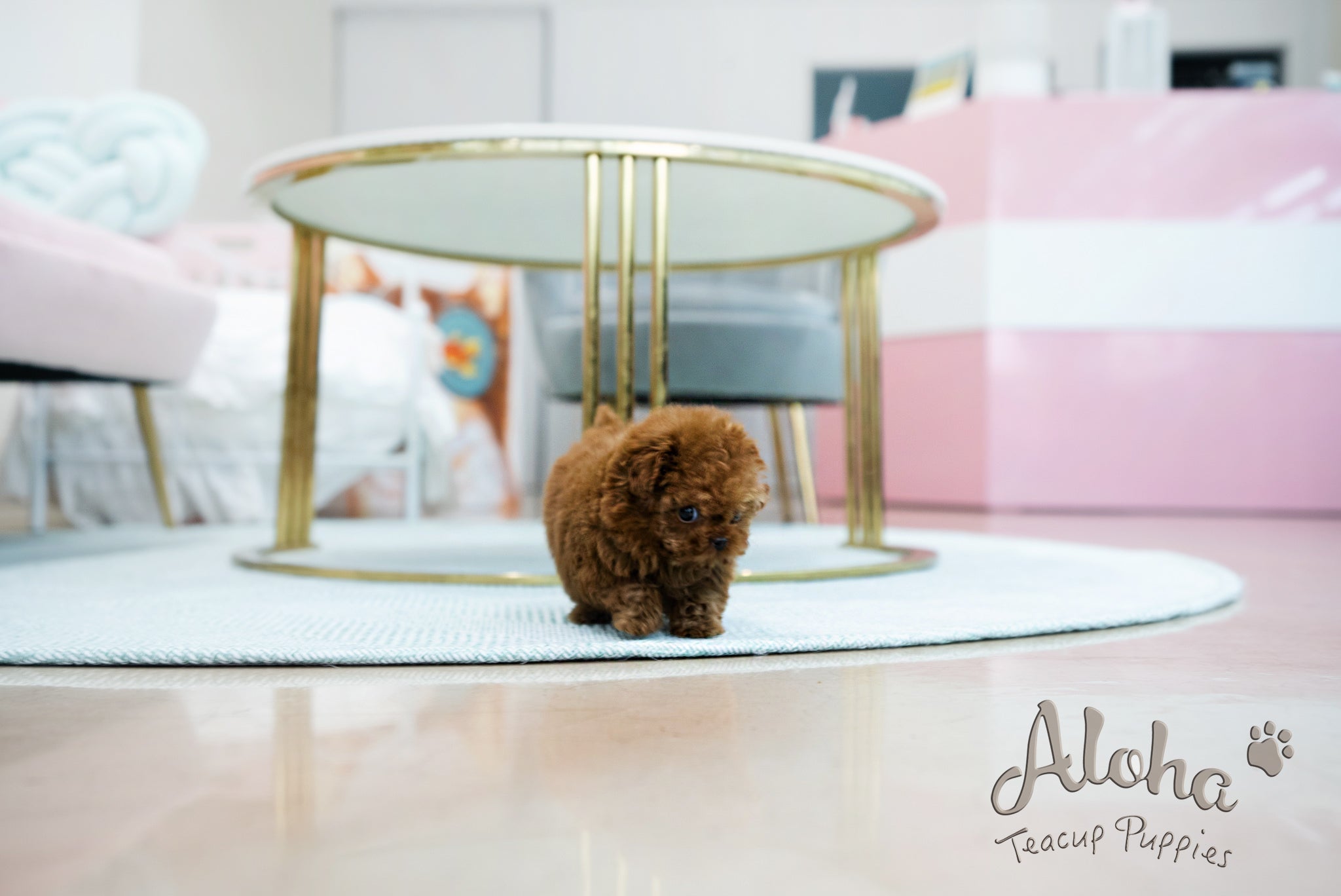 Alice [TEACUP POODLE]