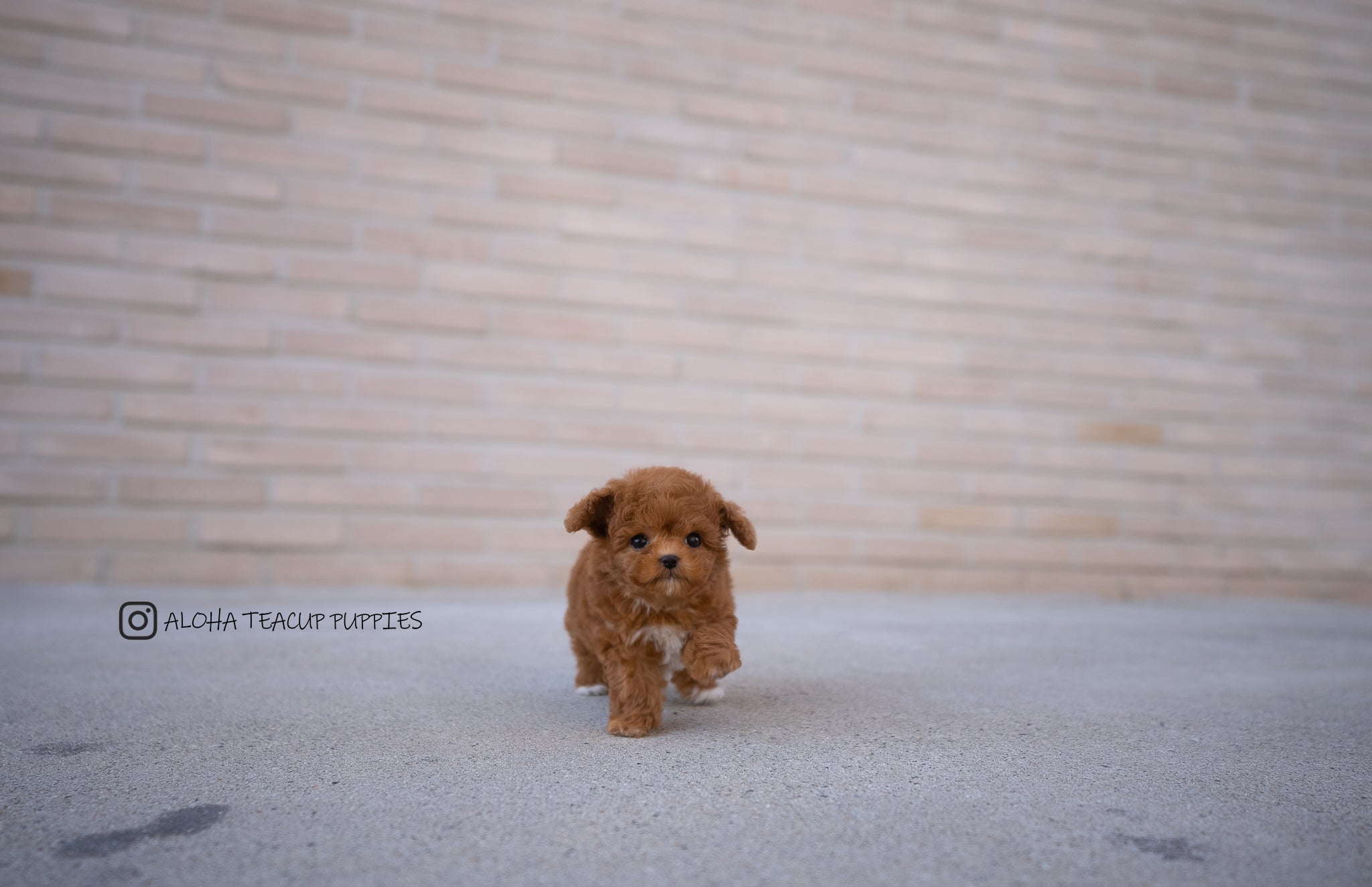 Theo [TEACUP POODLE]