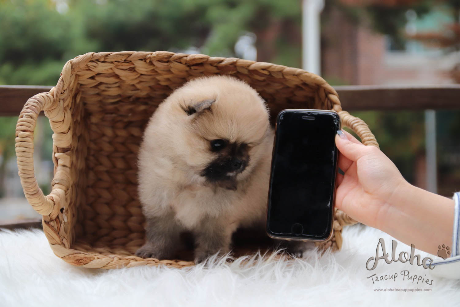 Mong - [Pomeranian]