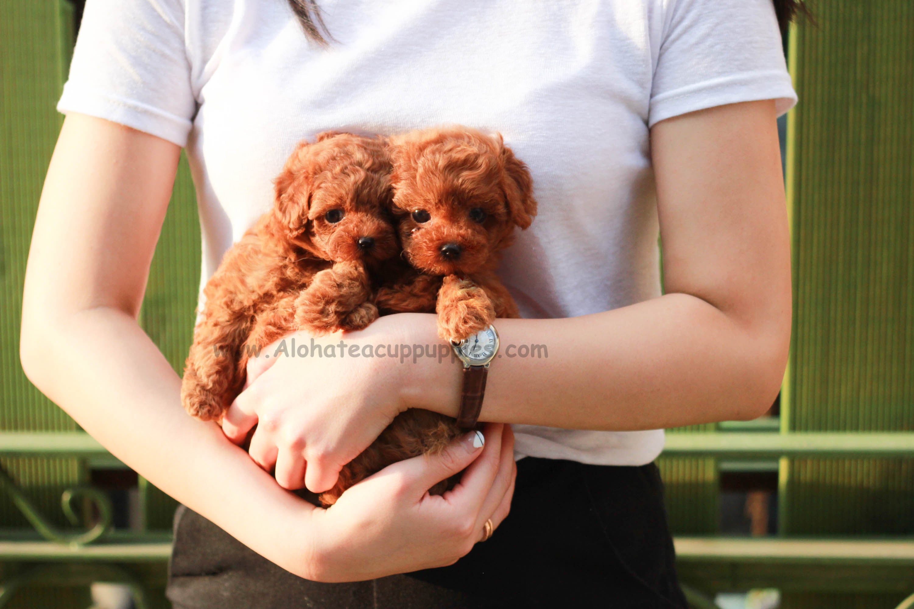 Sold to Serlie, Solanges Teddy, MINI [TEACUP Poodle]