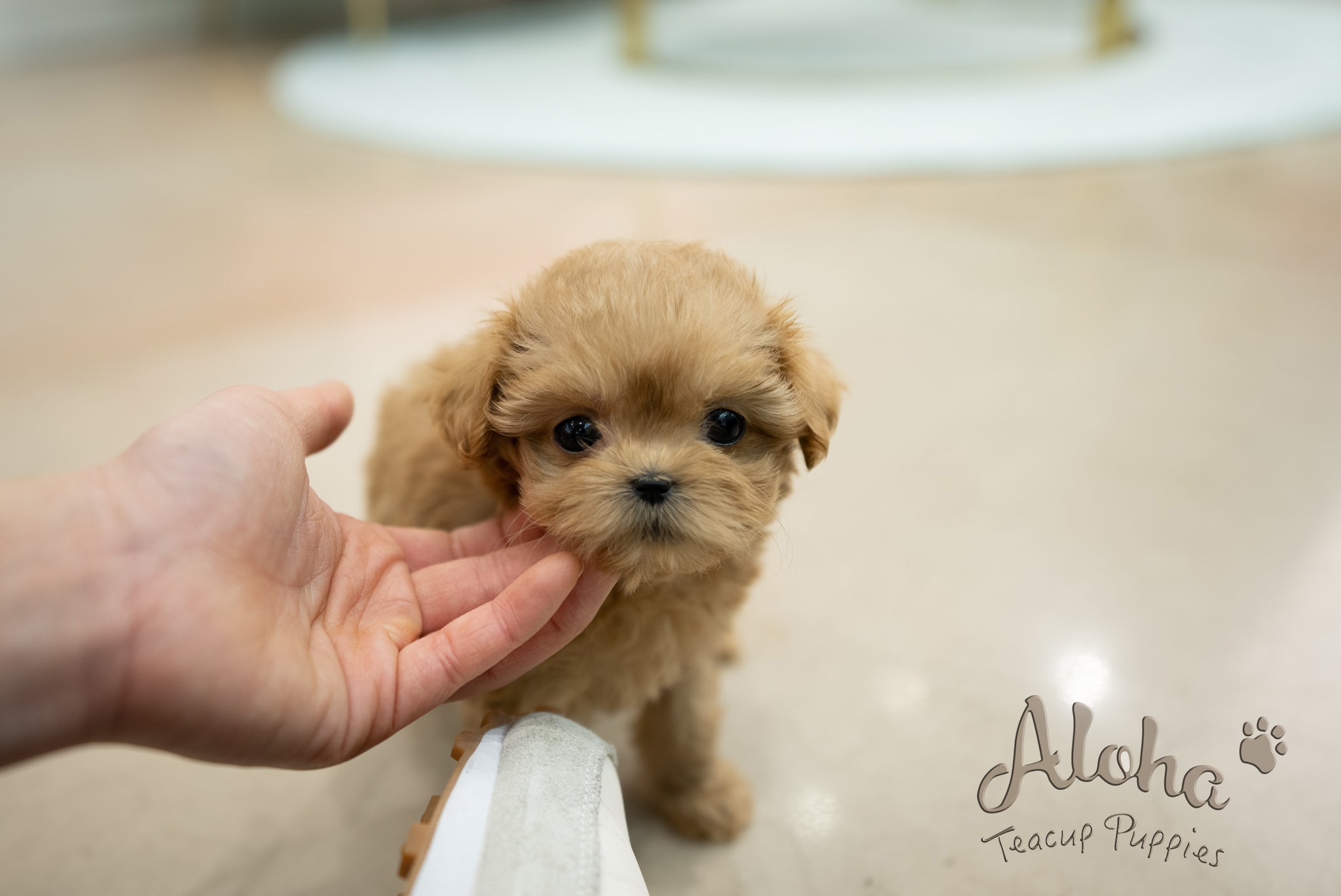 Mabel [TEACUP MALTIPOO]