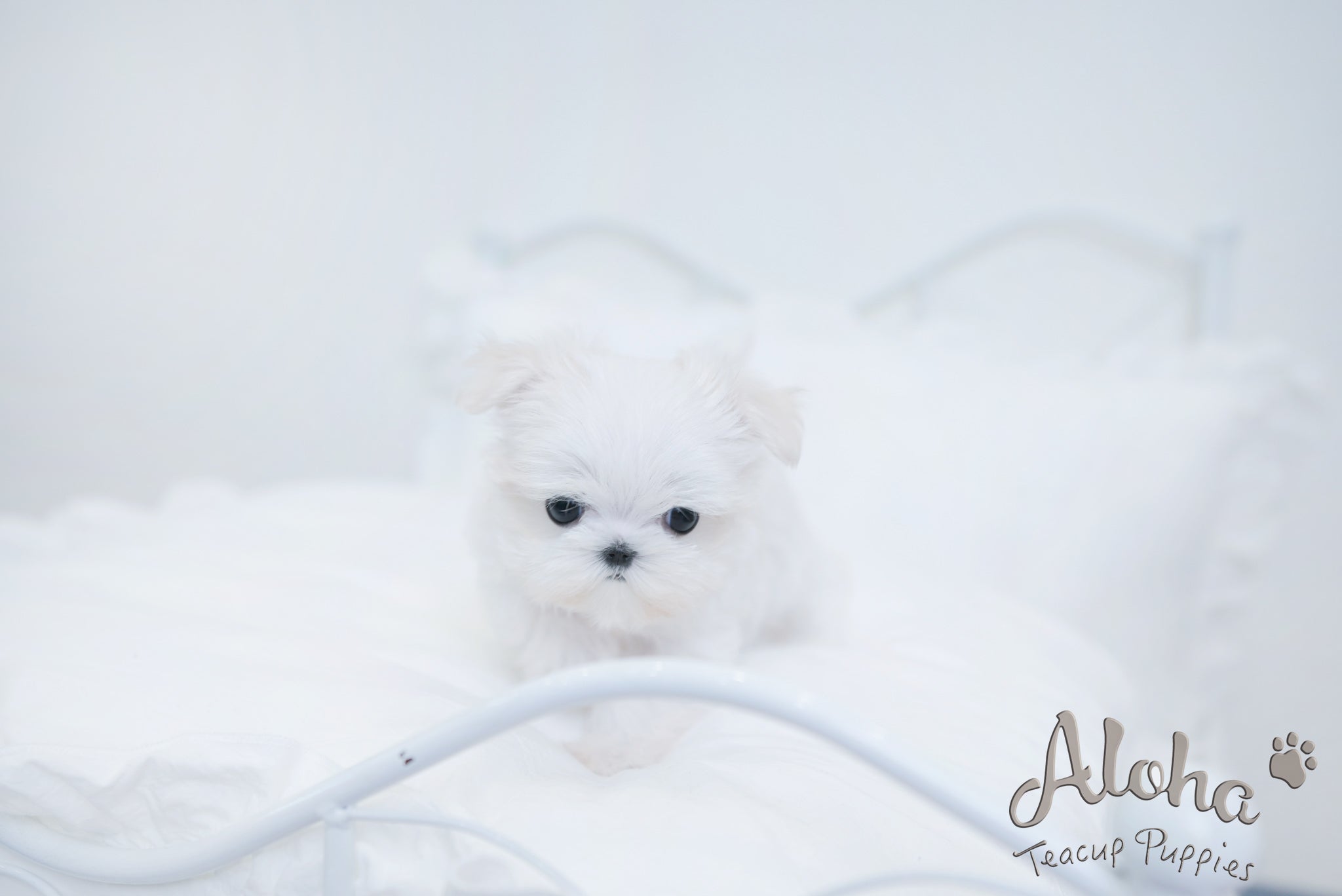 Hermes [TEACUP MALTESE]