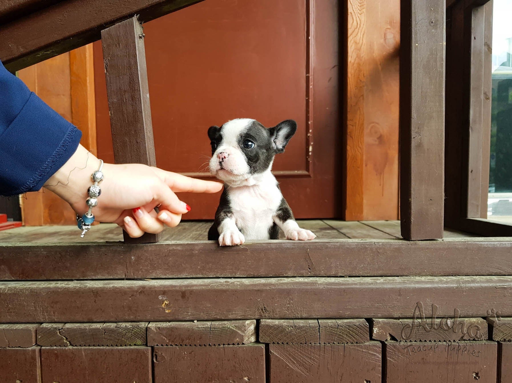 Sold to Jacob, Megan [Teacup French Bulldog]
