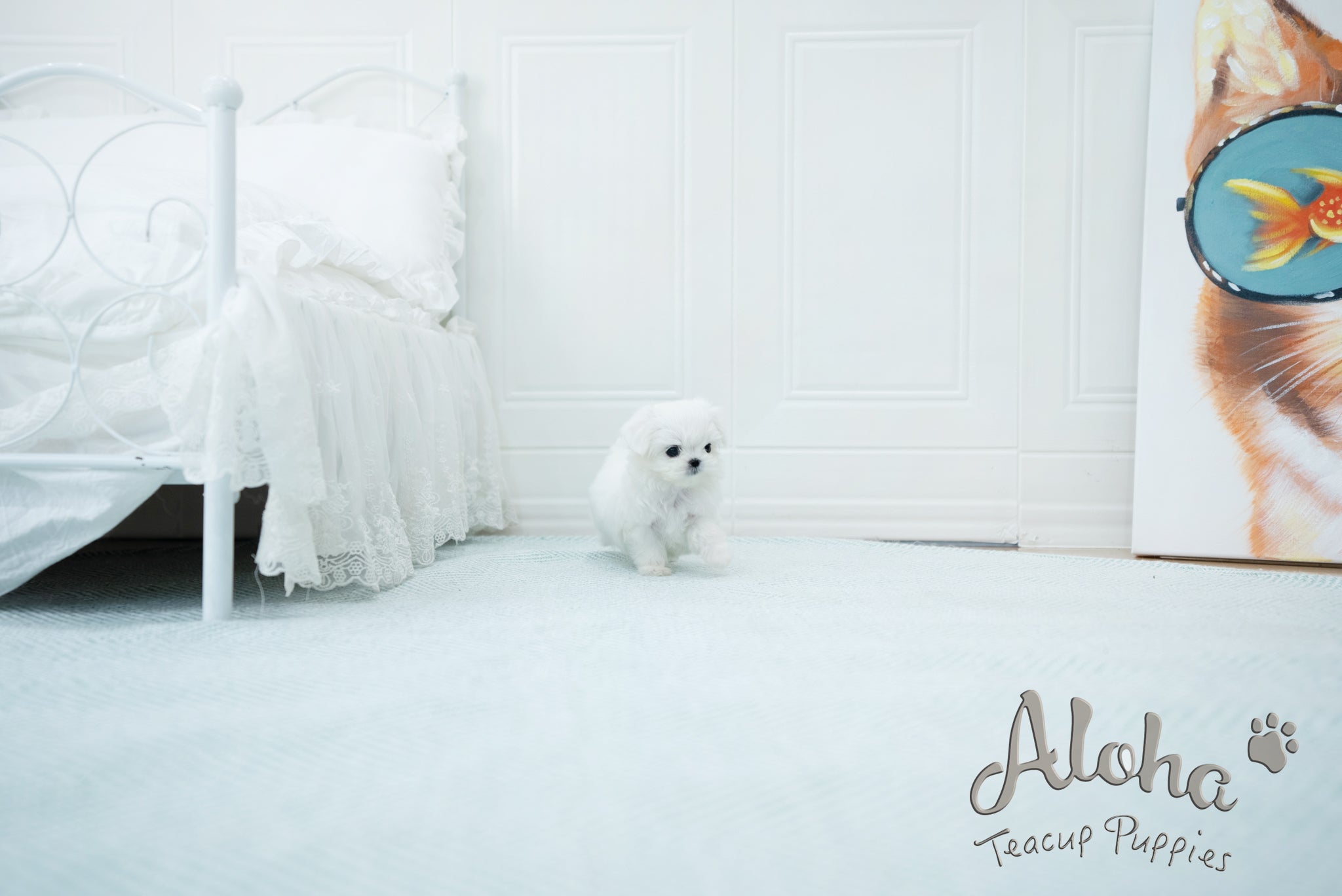 Melon [TEACUP MALTESE]
