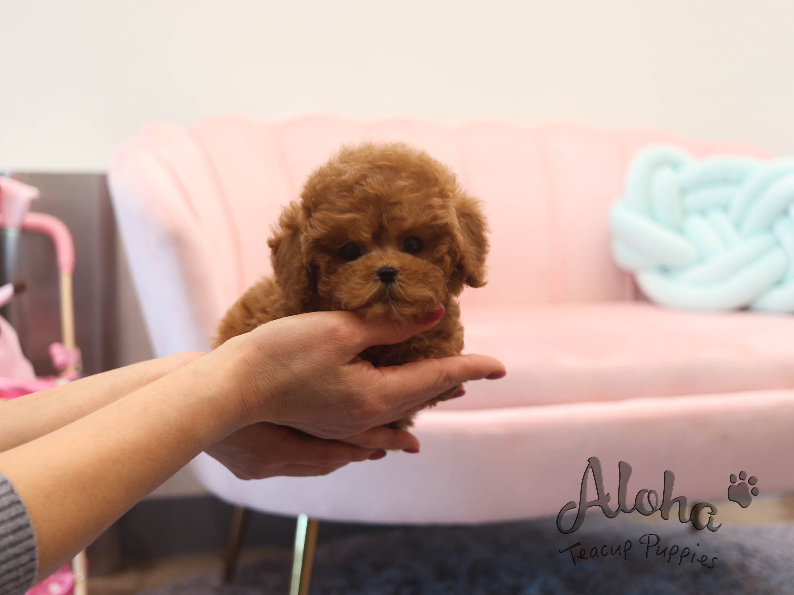 Mini [TEACUP Poodle]