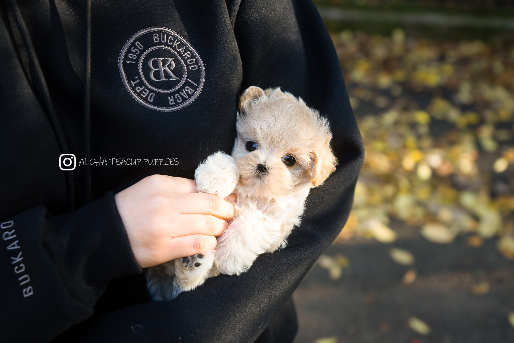 Juliette [MALTIPOO TAZA DE TÉ]