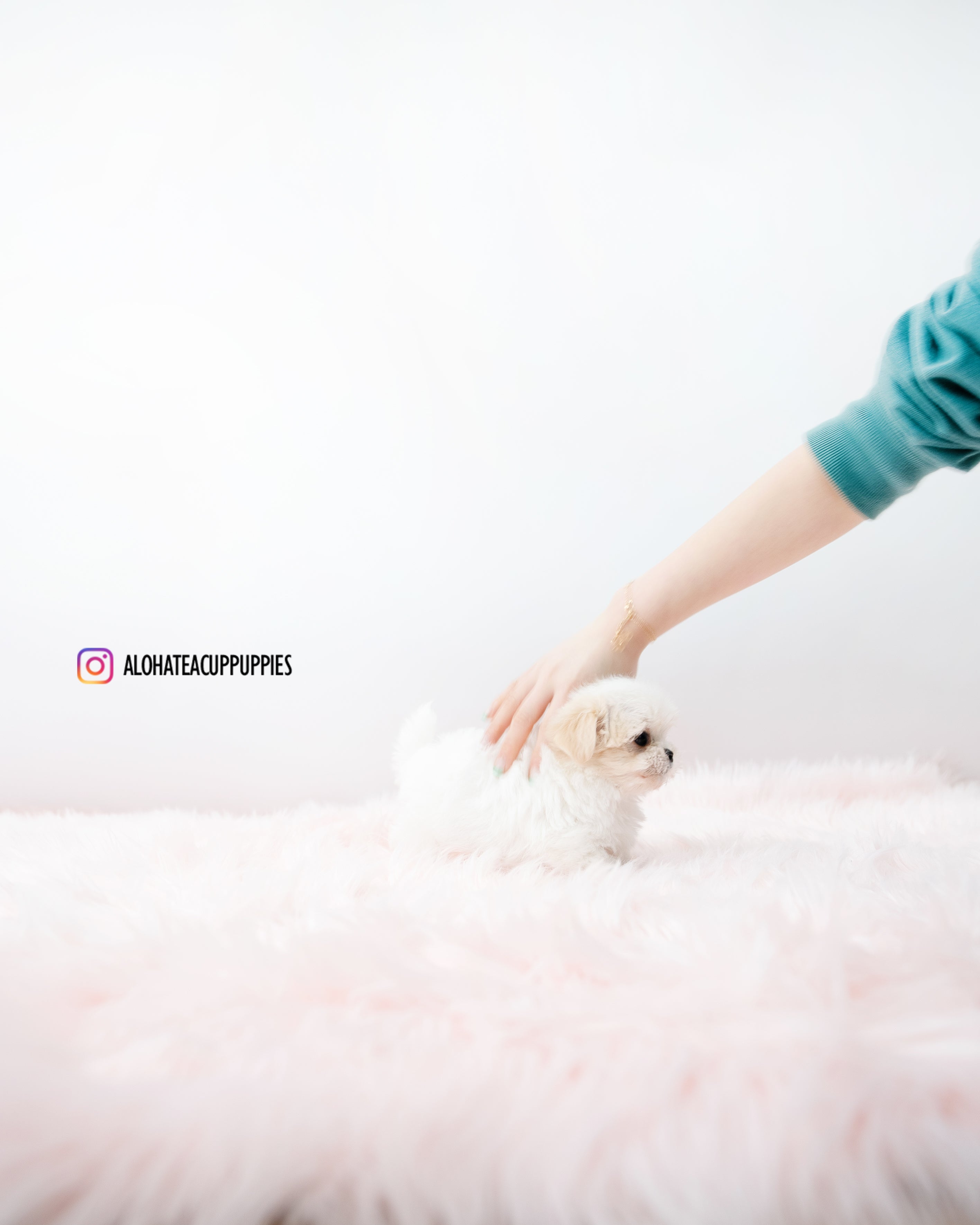 Bunny [TEACUP MALTIPOO]