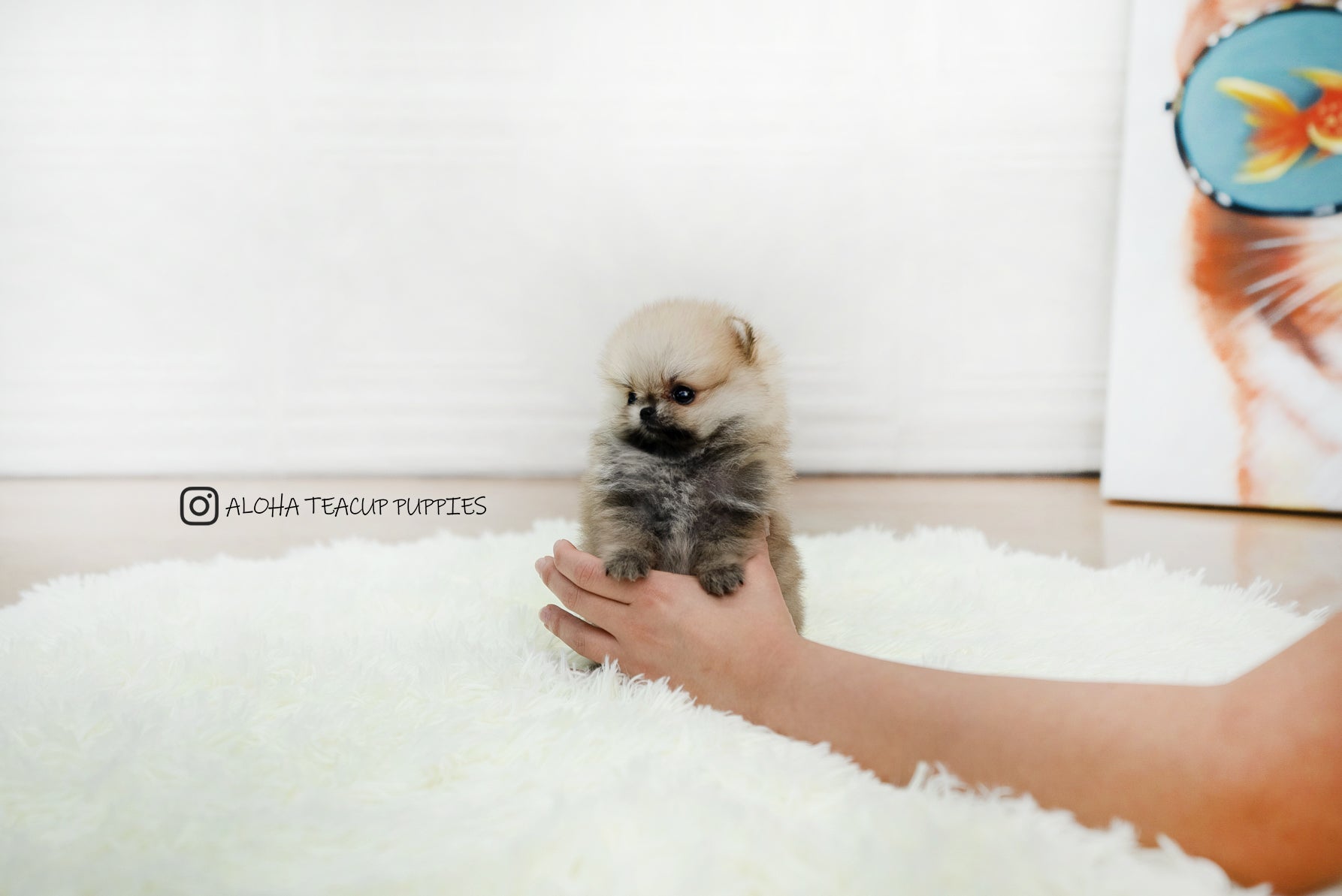 Zona [TEACUP POMERANIAN]