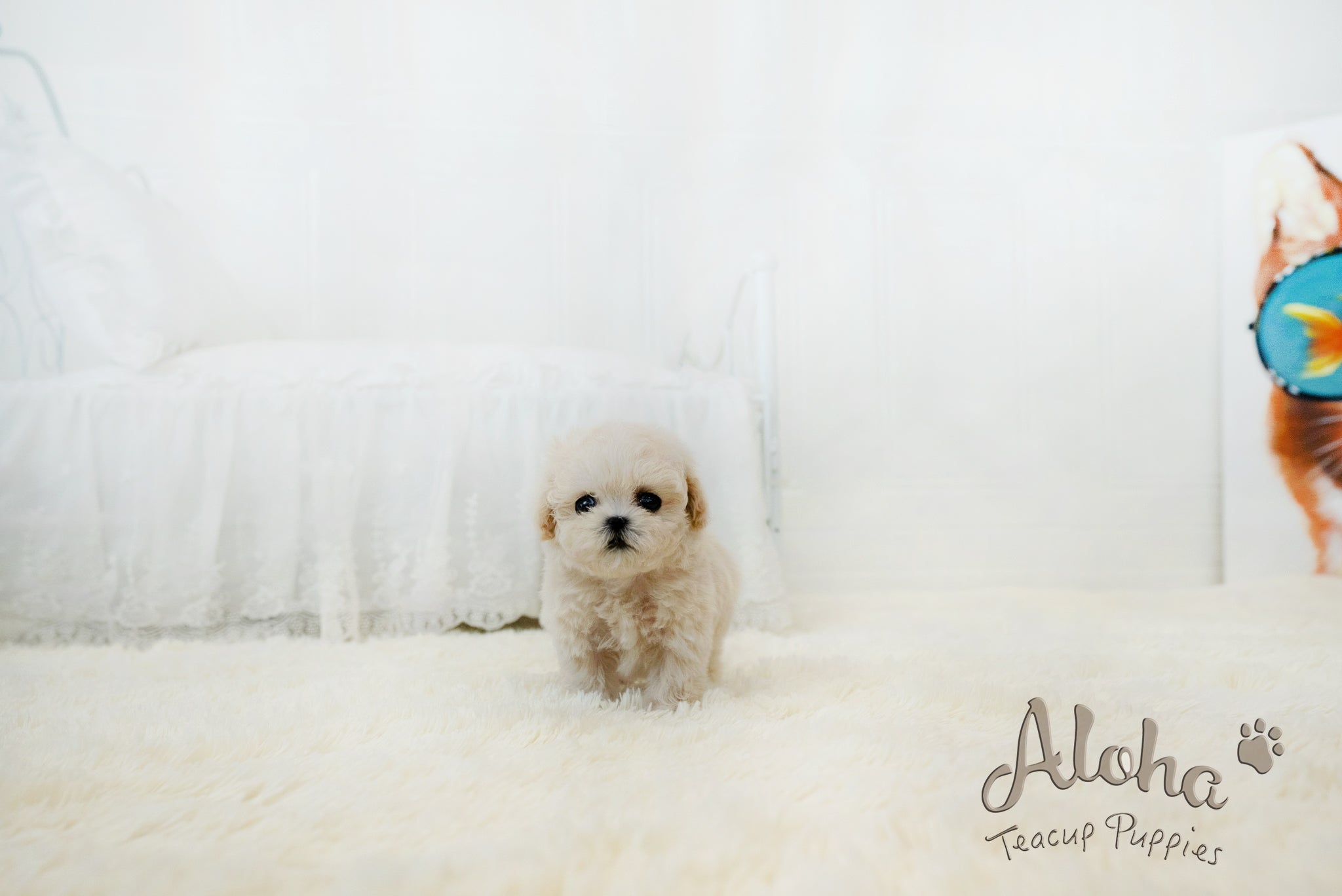 Lily [TEACUP MALTIPOO]