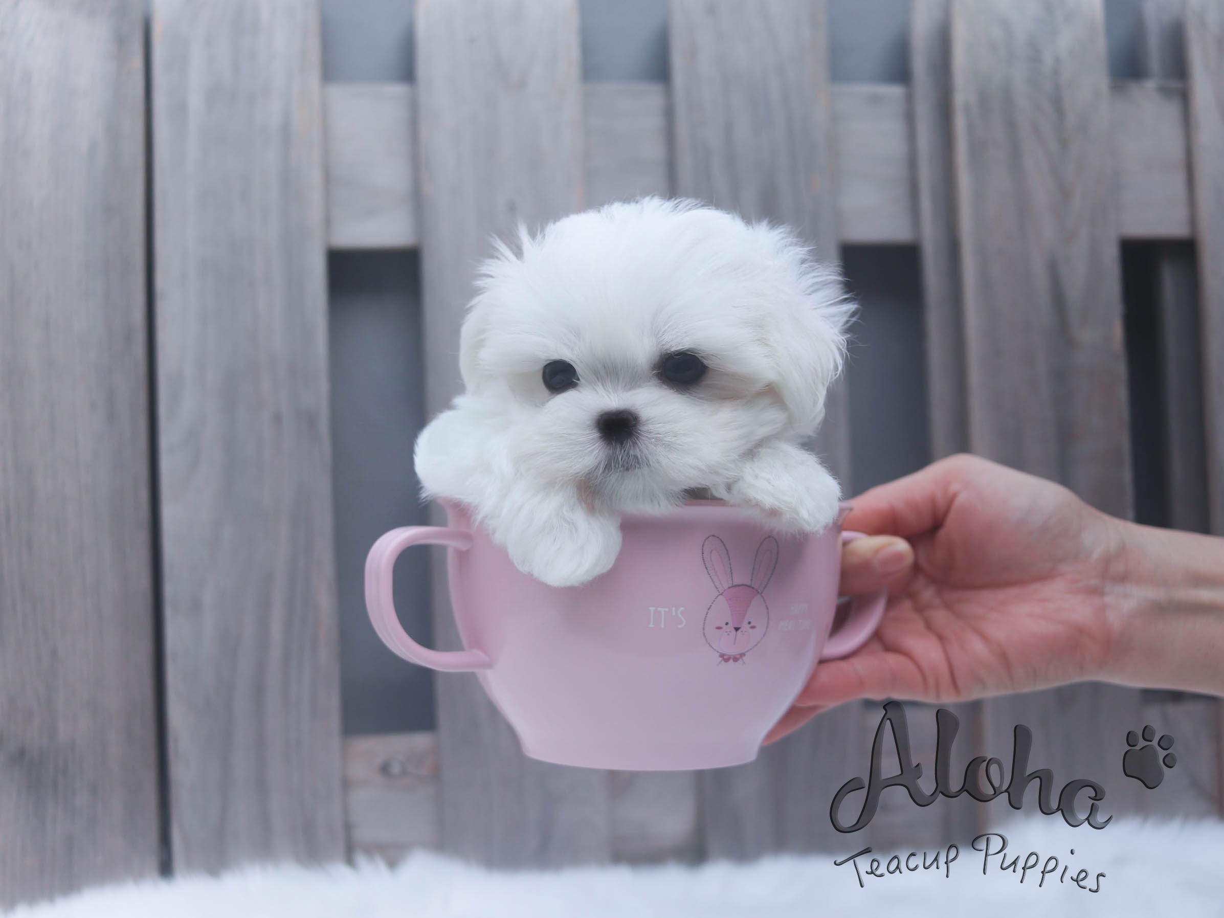 Sold to Pham, Bailey [TEACUP Maltese]