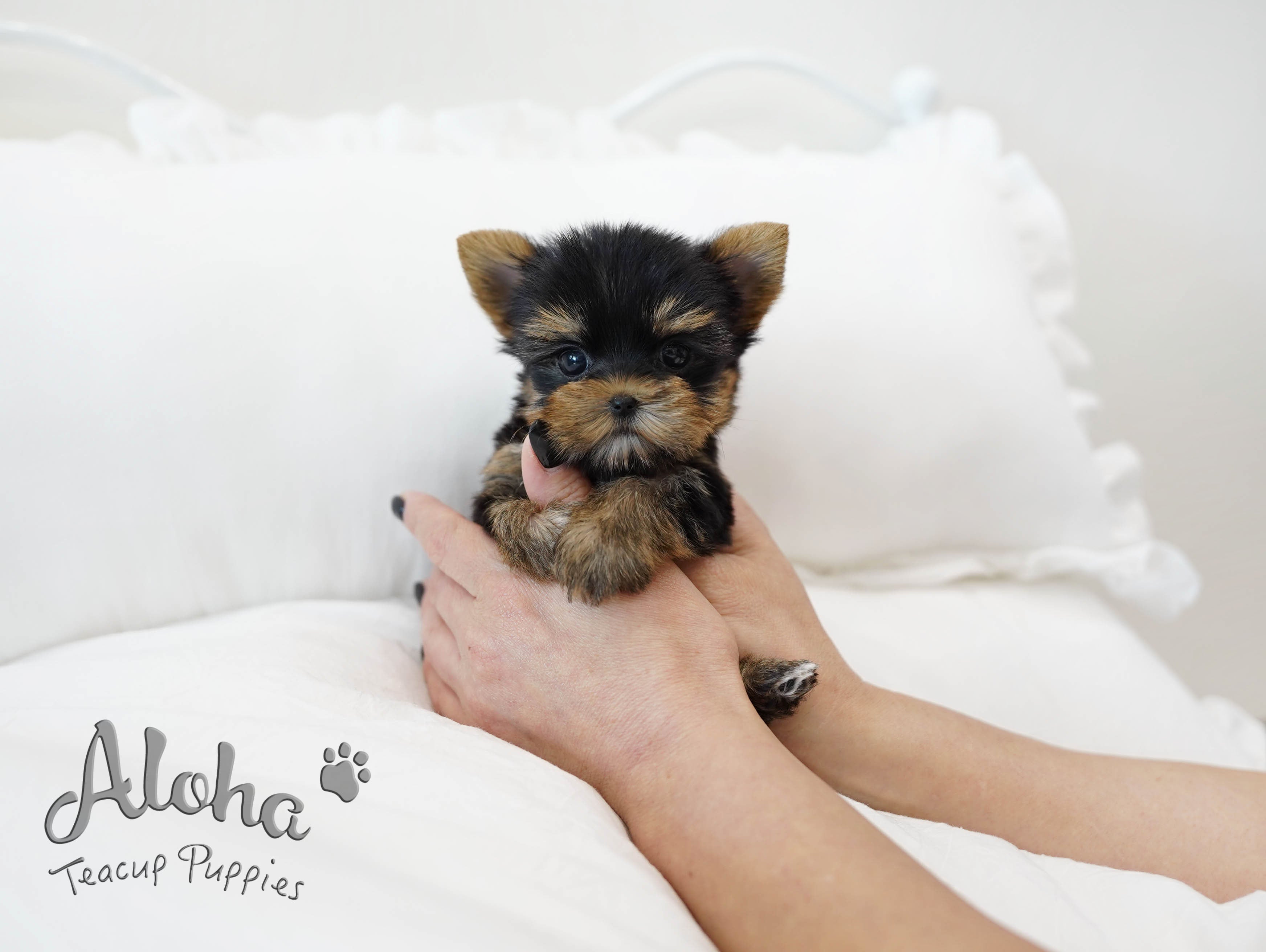 TIFFANY [TEACUP YORKIE]
