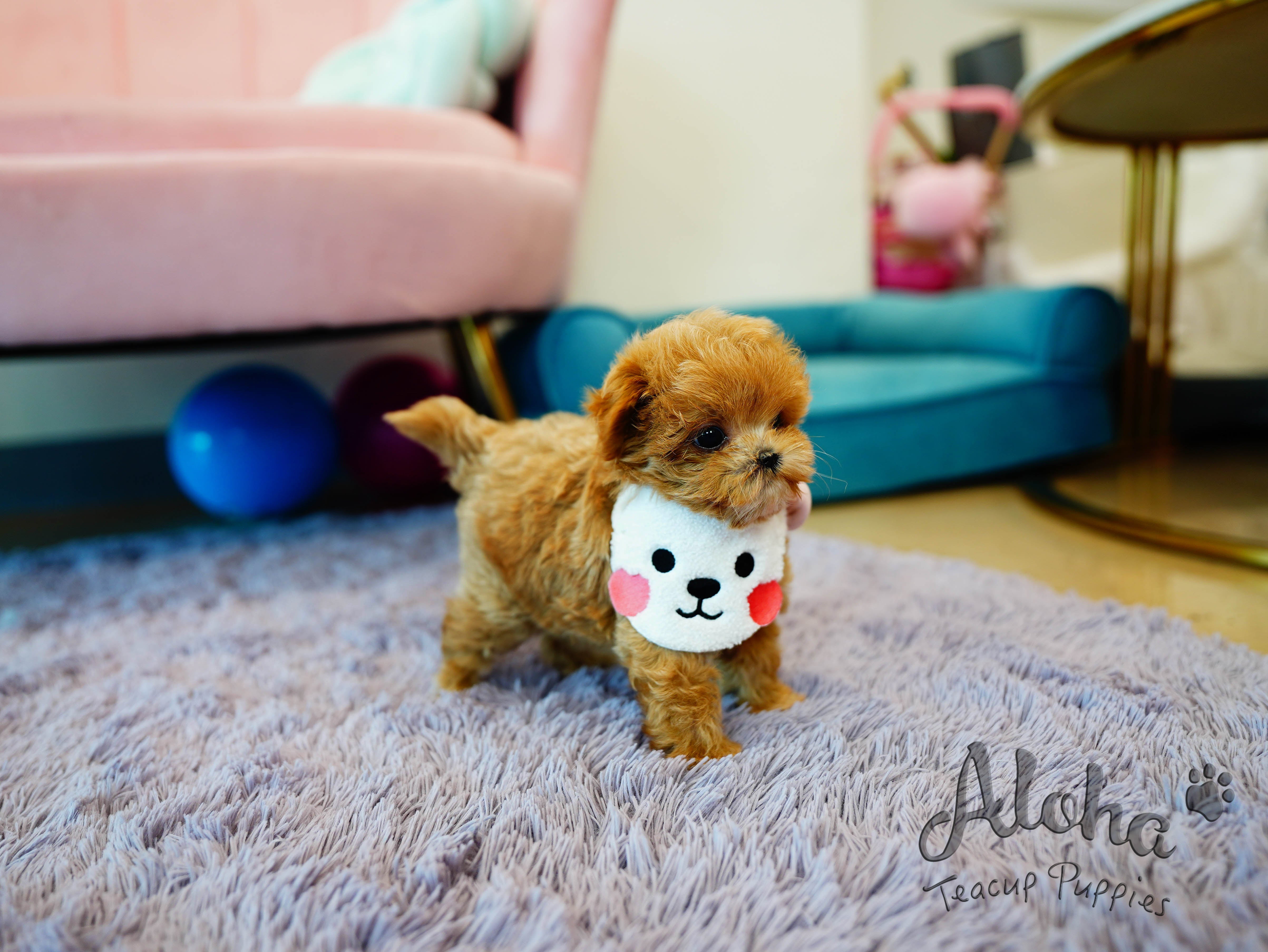 Cookie [TEACUP MALTIPOO]