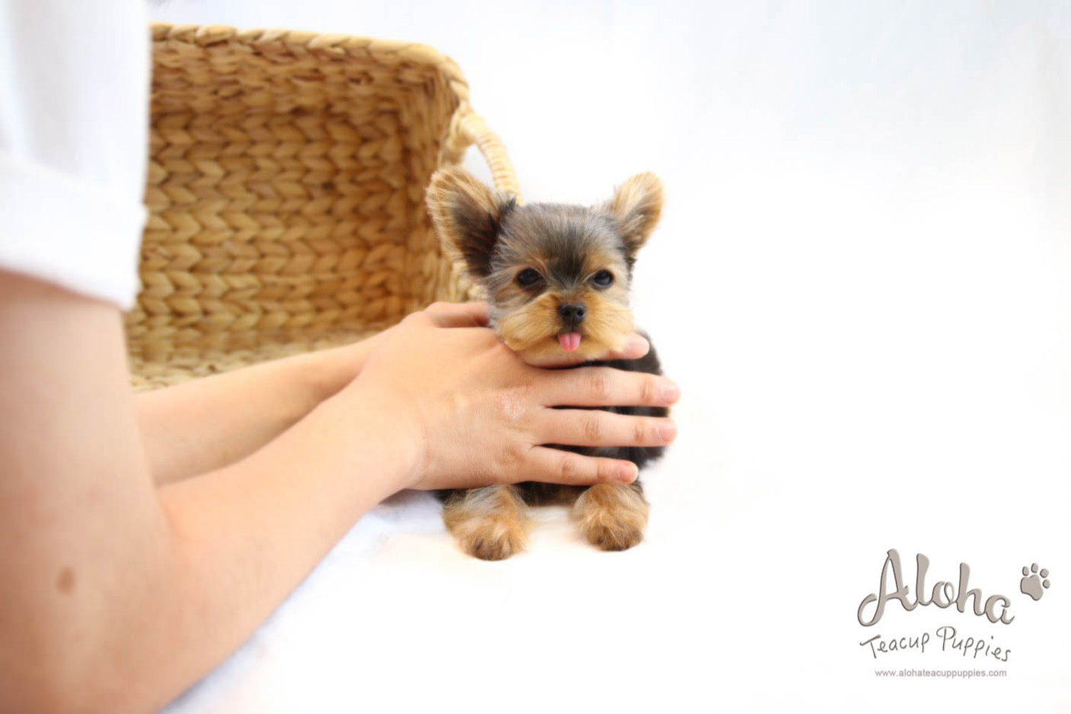 Bucky - [Yorkshire Terrier]