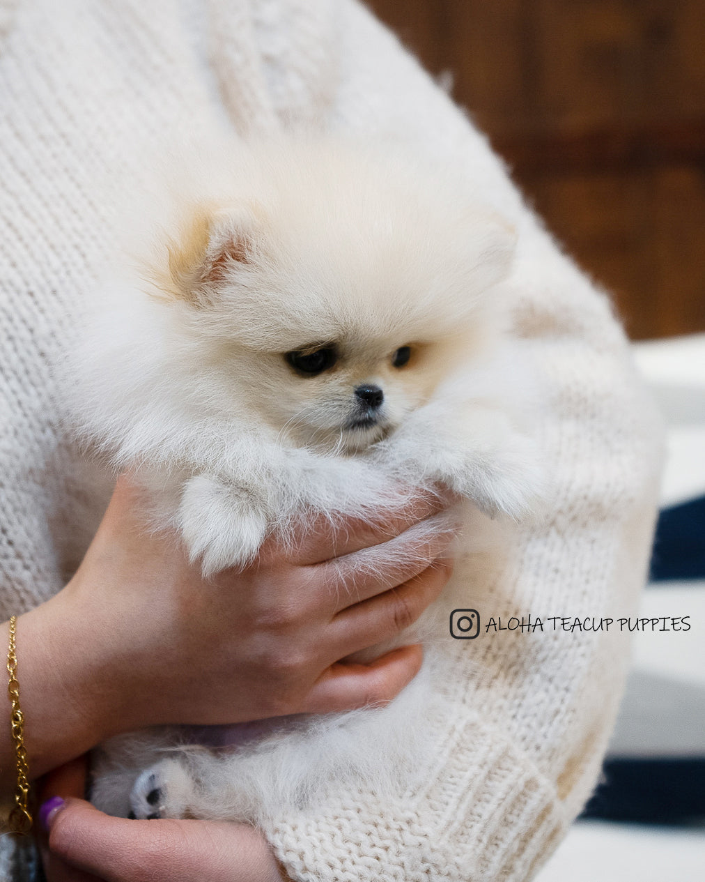Luca [TEACUP POMERANIAN]