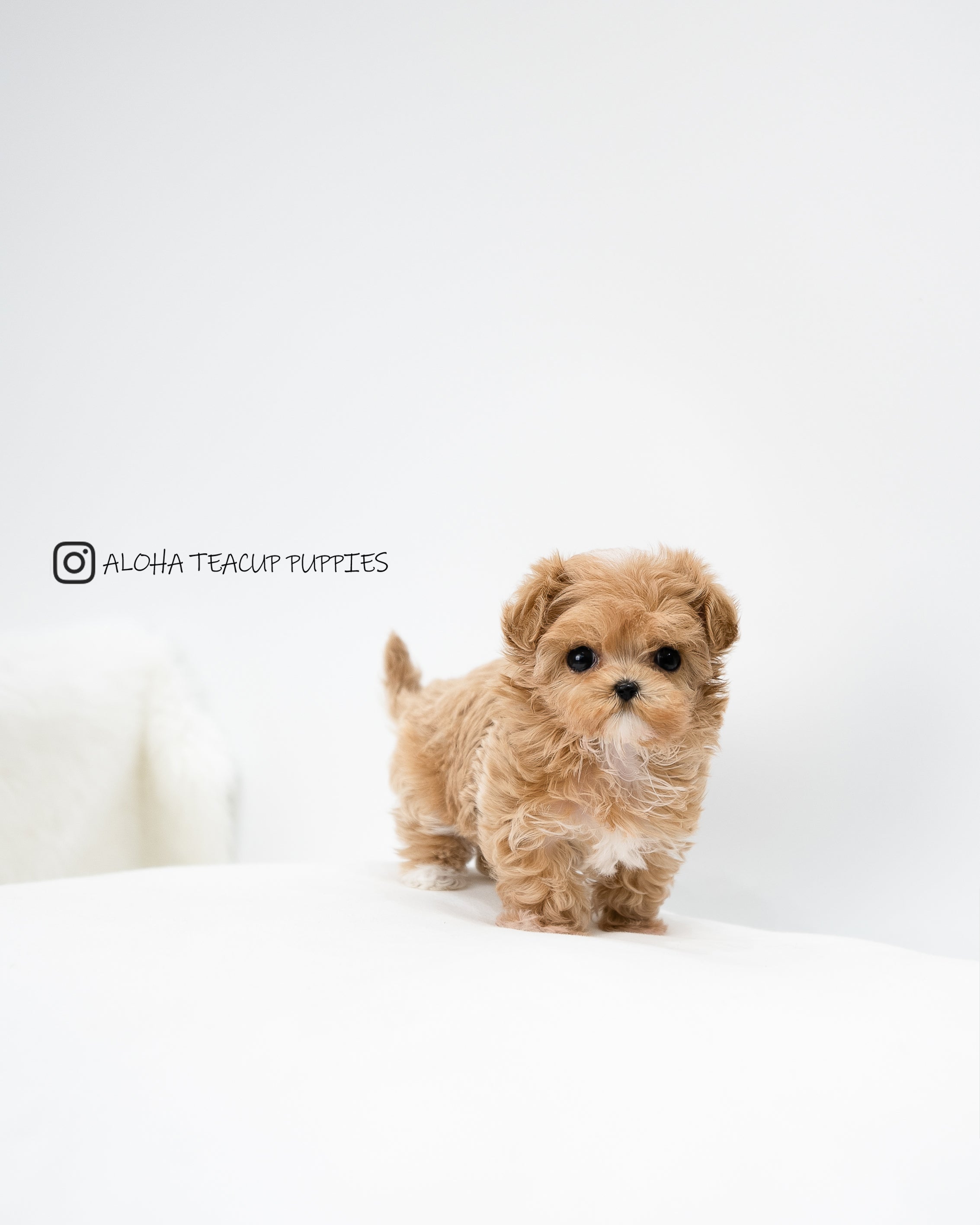 Riley [MALTIPOO DE TAMAÑO PEQUEÑO]