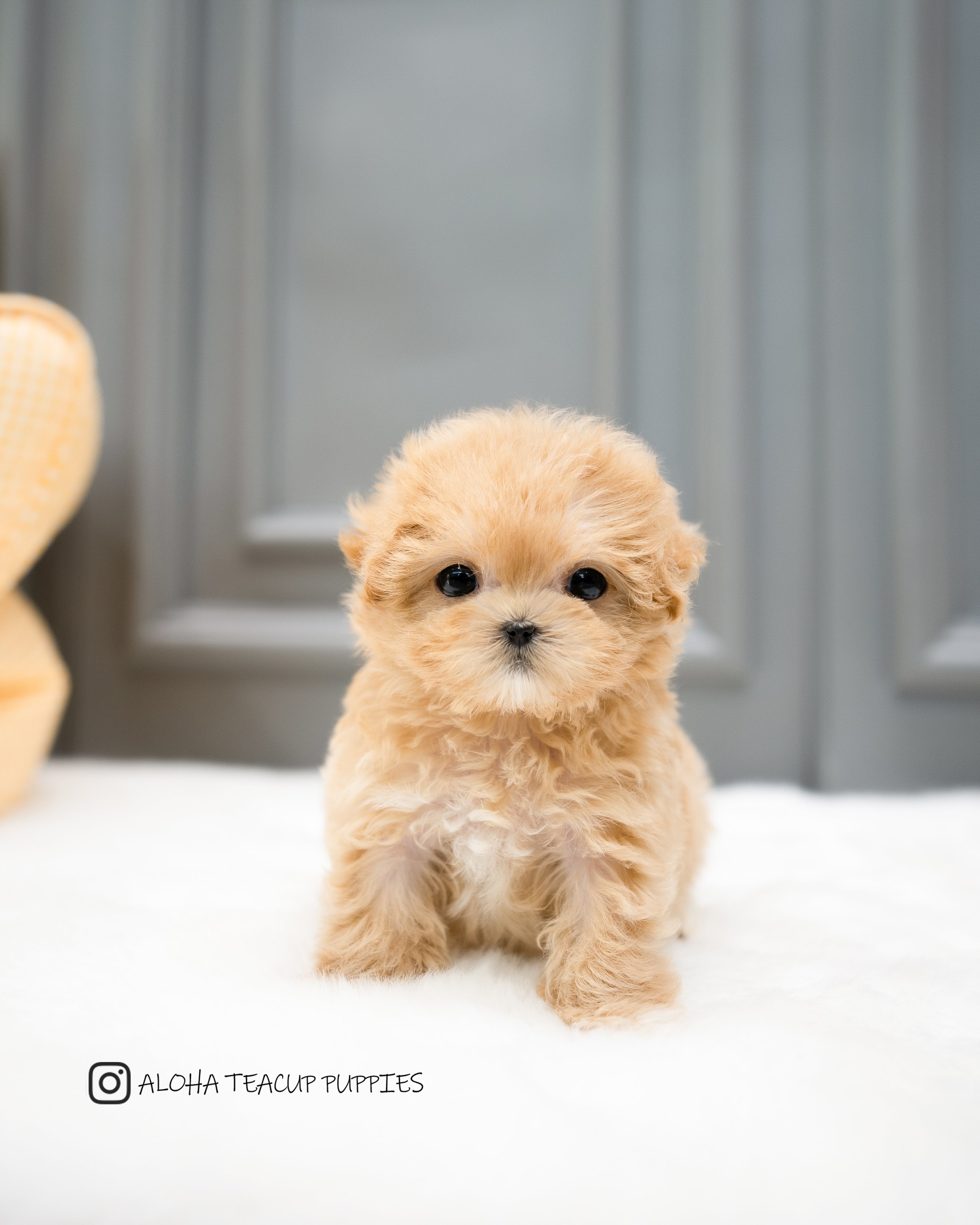 Wanda [TEACUP MALTIPOO]