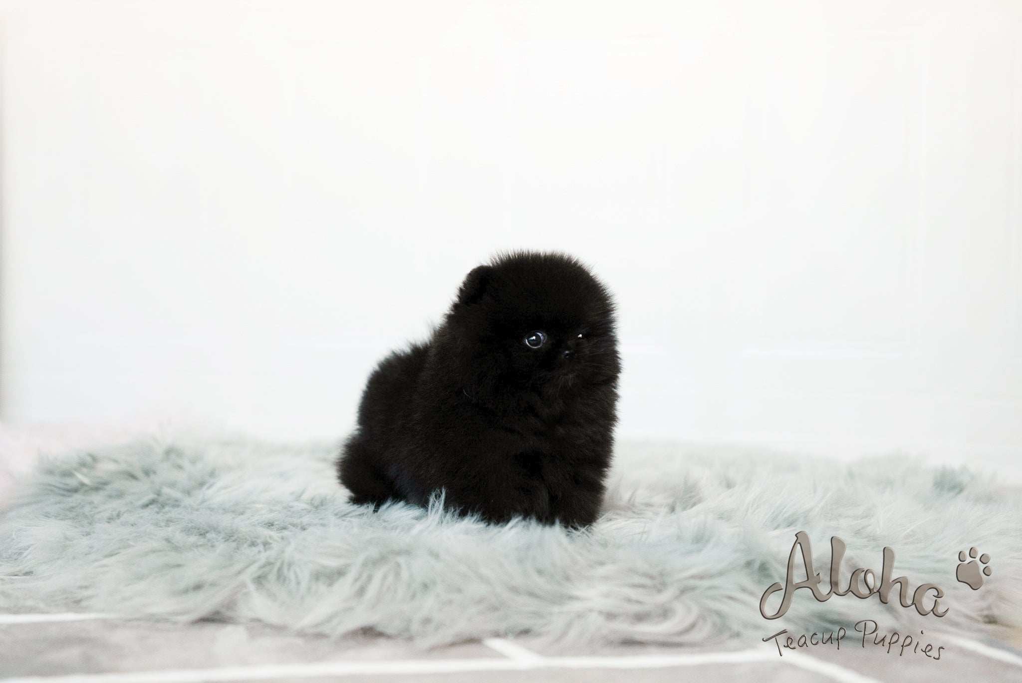 Audrey [TEACUP POMERANIAN]