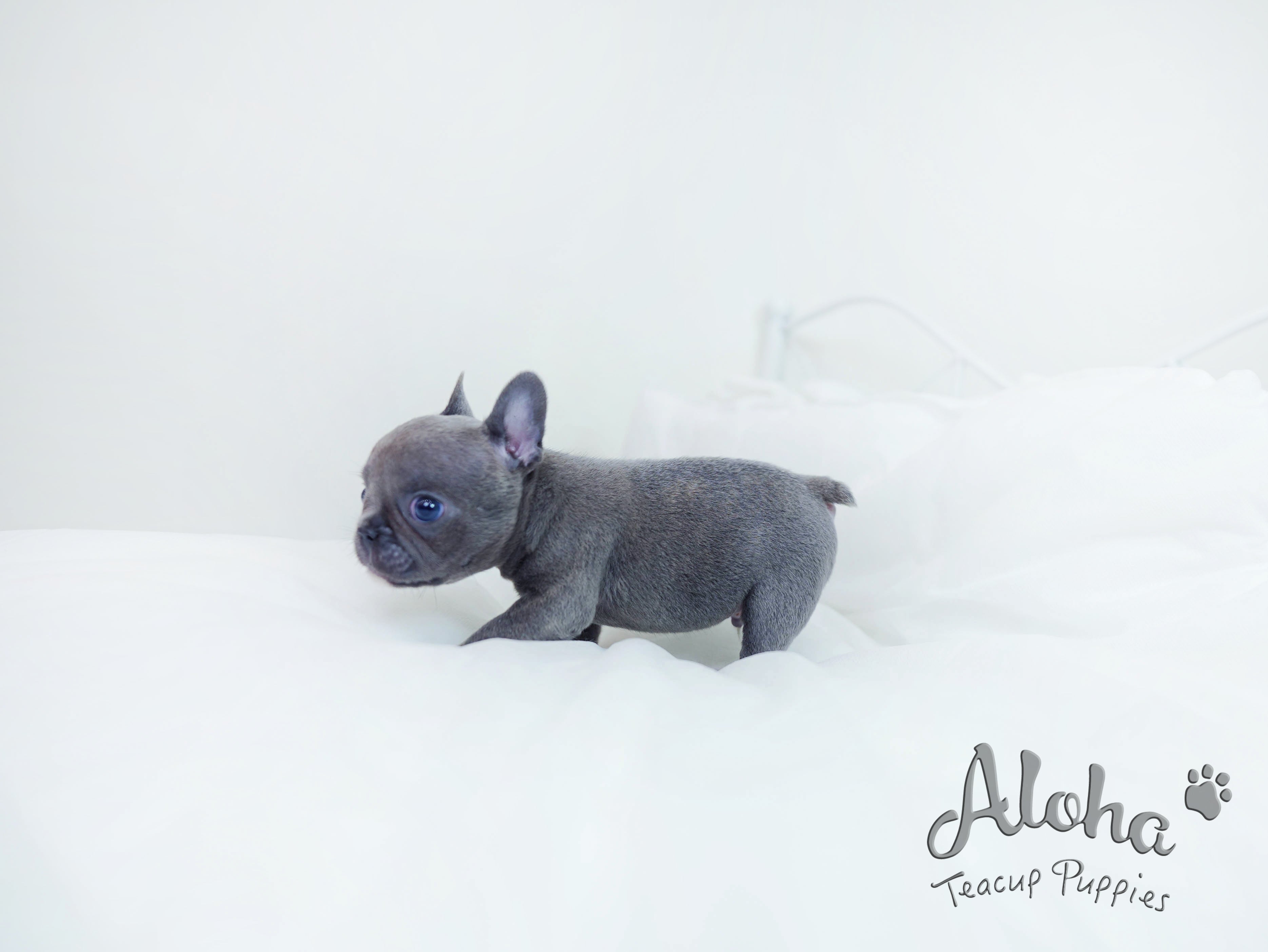 Bentley [TEACUP French]