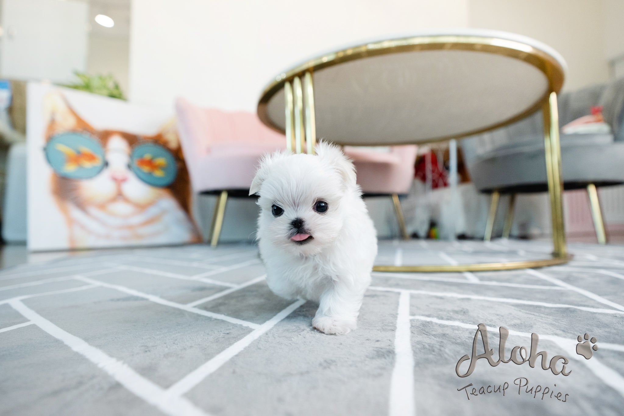 Enzo [TEACUP MALTESE]