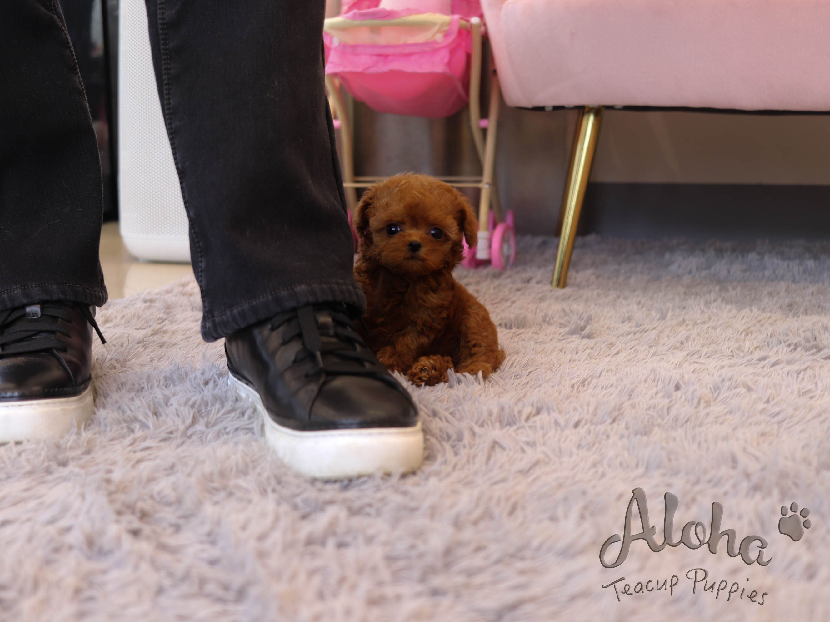Pepsi [TEACUP POODLE]